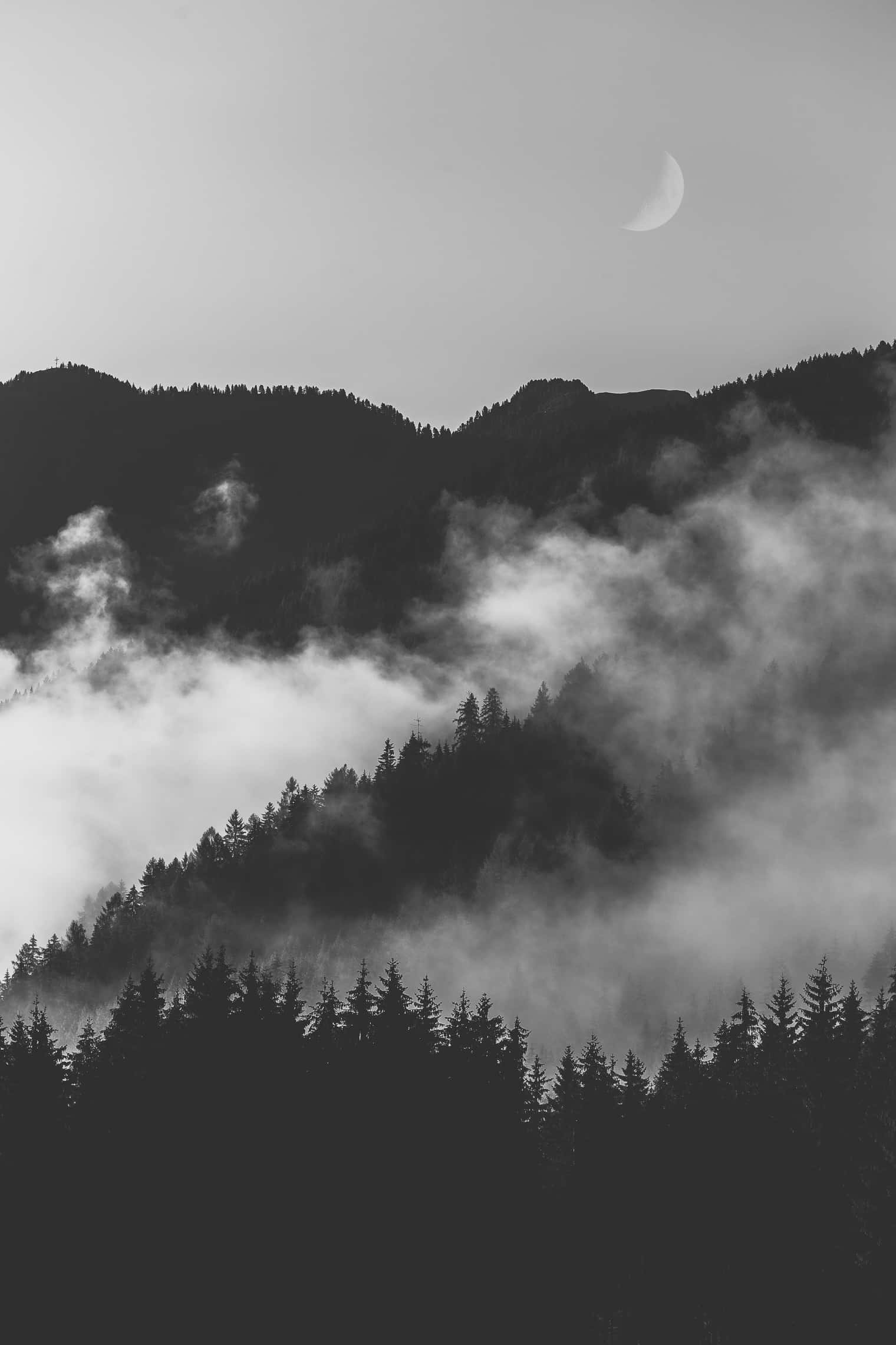Monokrom Karanlık ve Sisli Orman Duvar Kağıdı