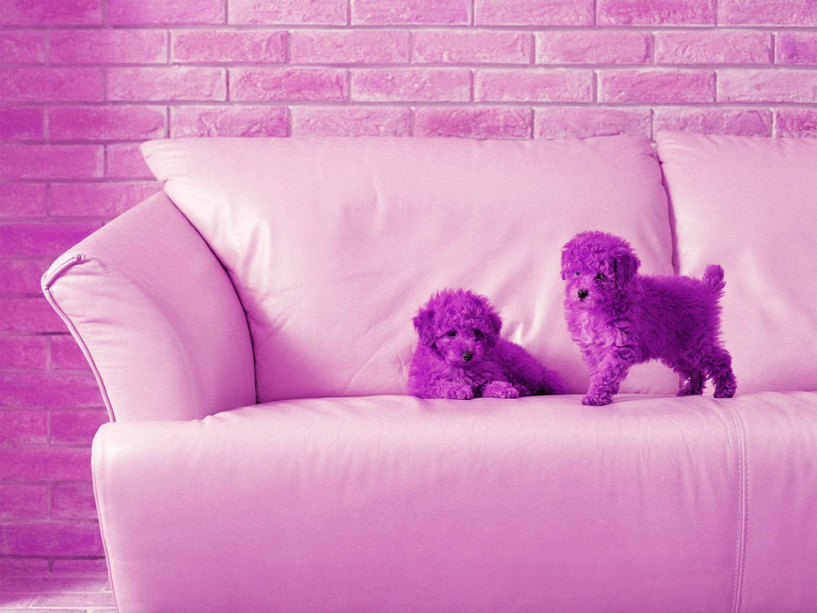Mor Bichon Yavruları Sevimli Masaüstü Duvar Kağıdı