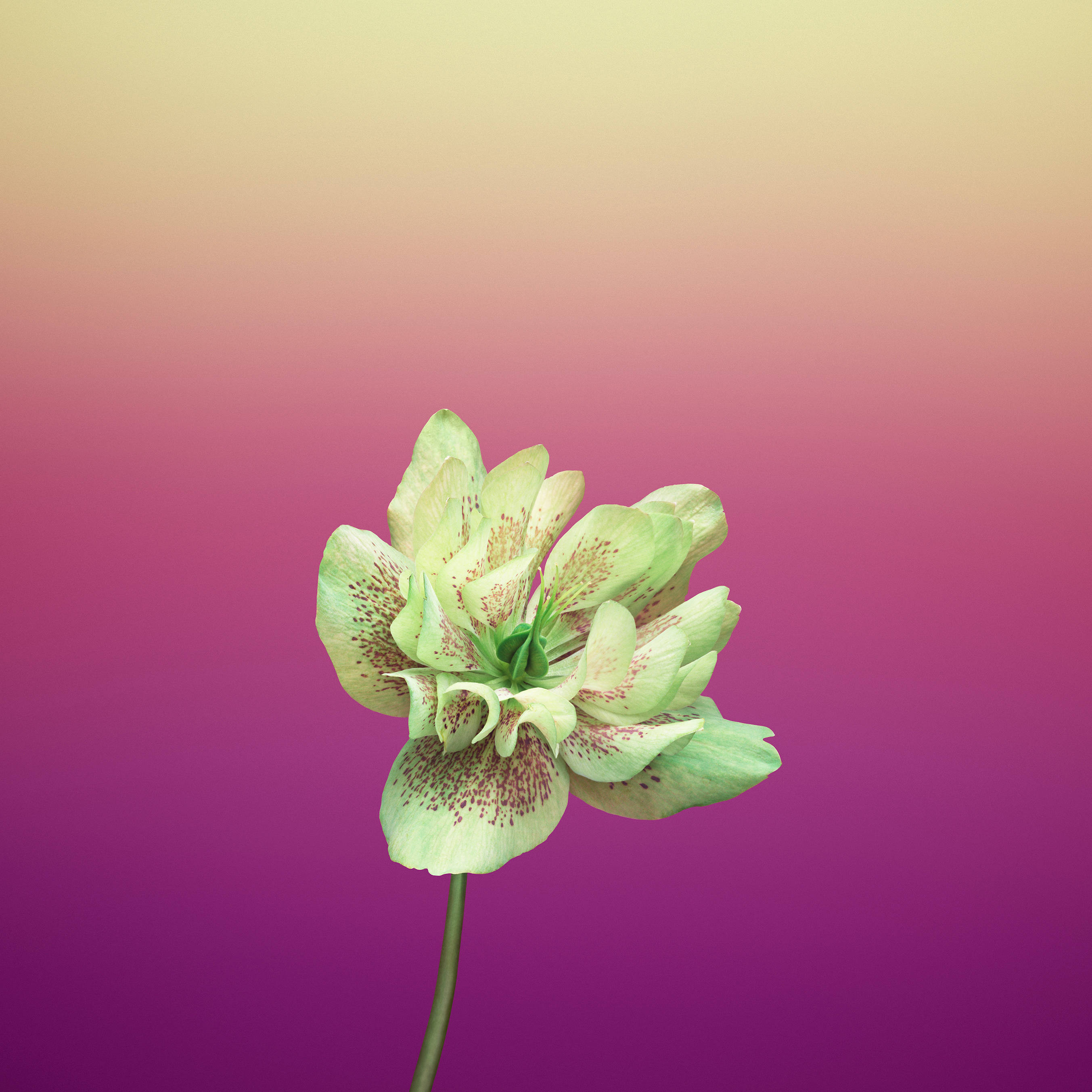 Mor Helleborus Orientalis Elma Çiçeği Duvar Kağıdı