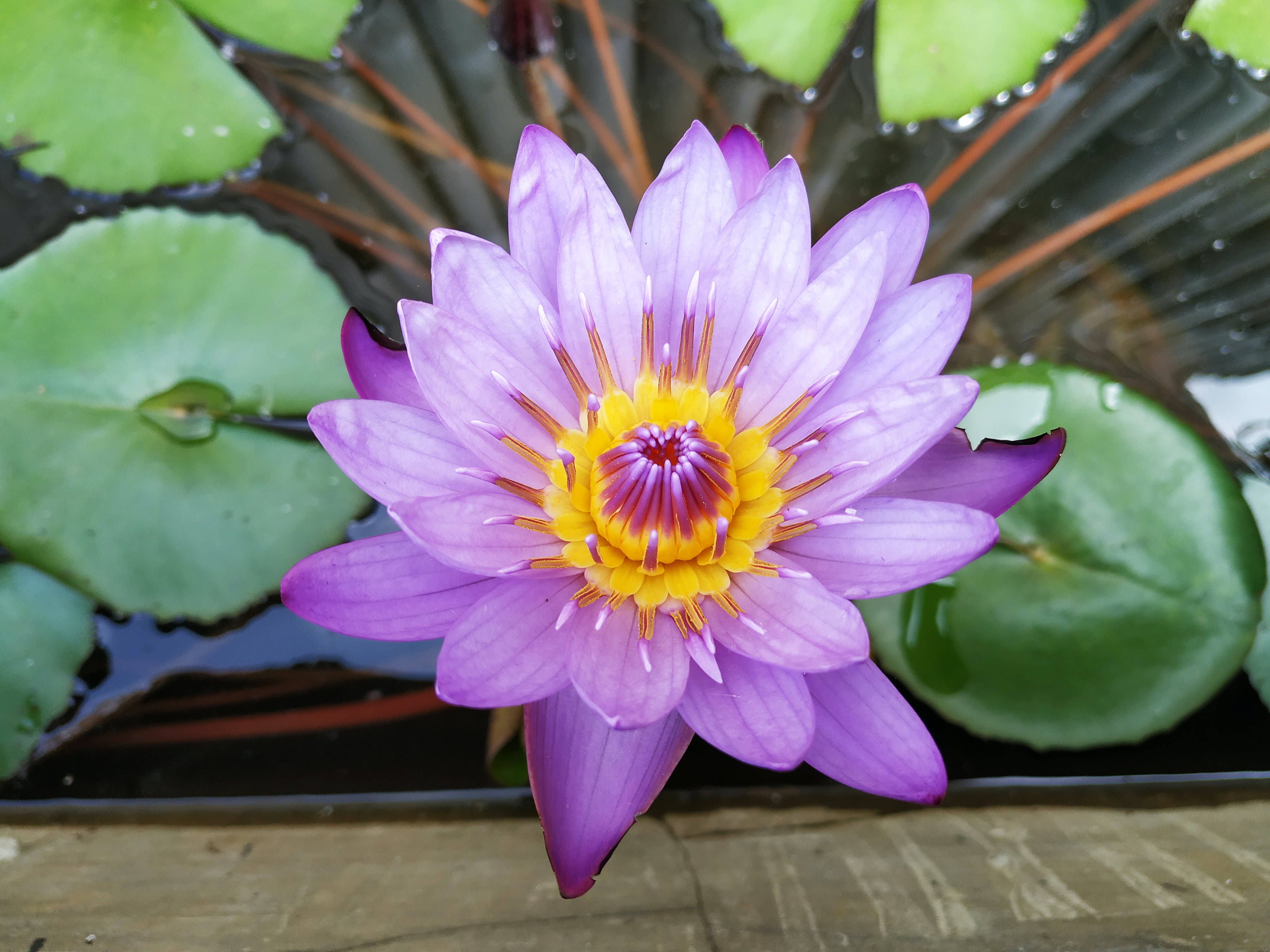 Mor ve Sarı Lotus Çiçeği Duvar Kağıdı
