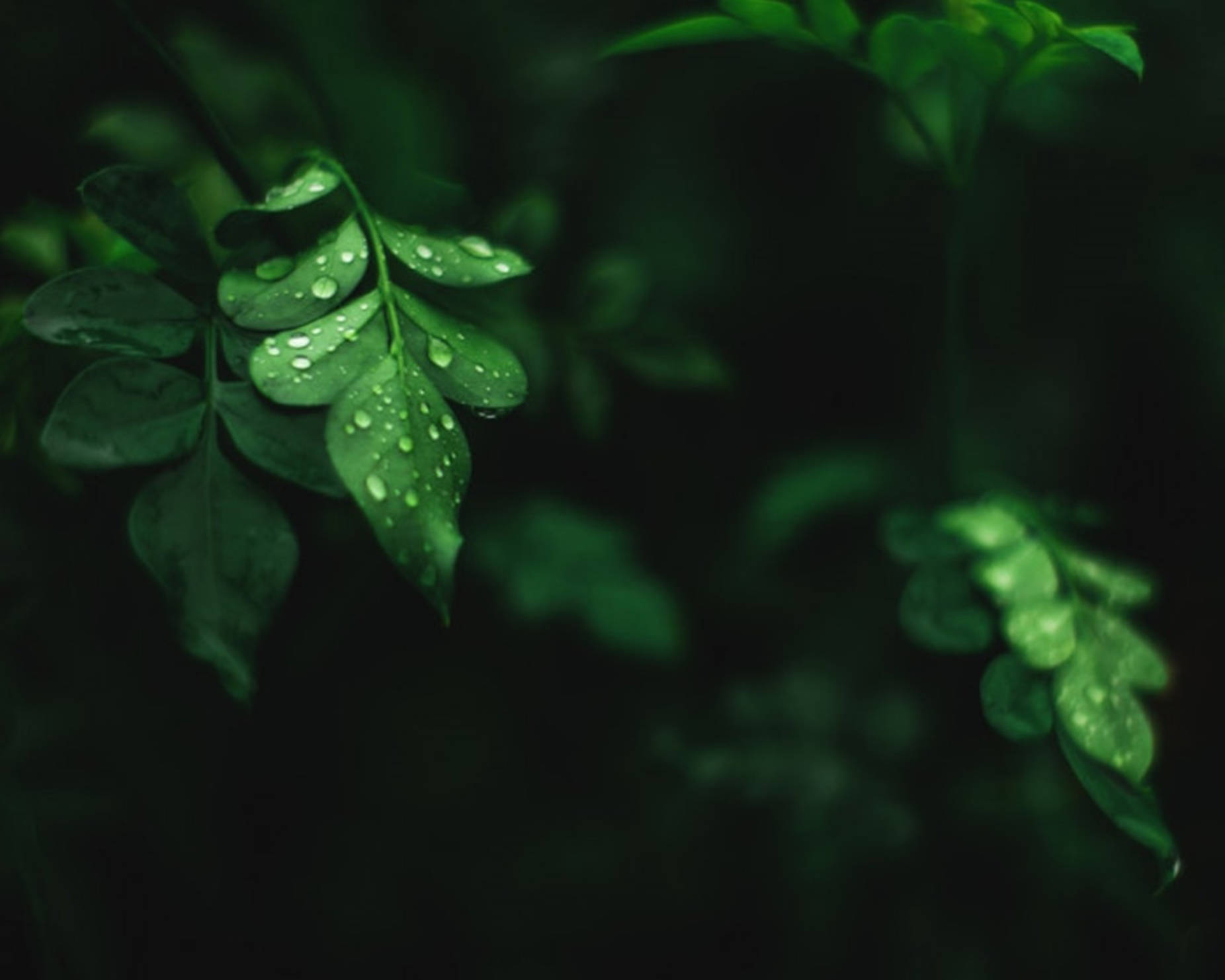 Moringa Yapraklarındaki Su Damlaları Duvar Kağıdı