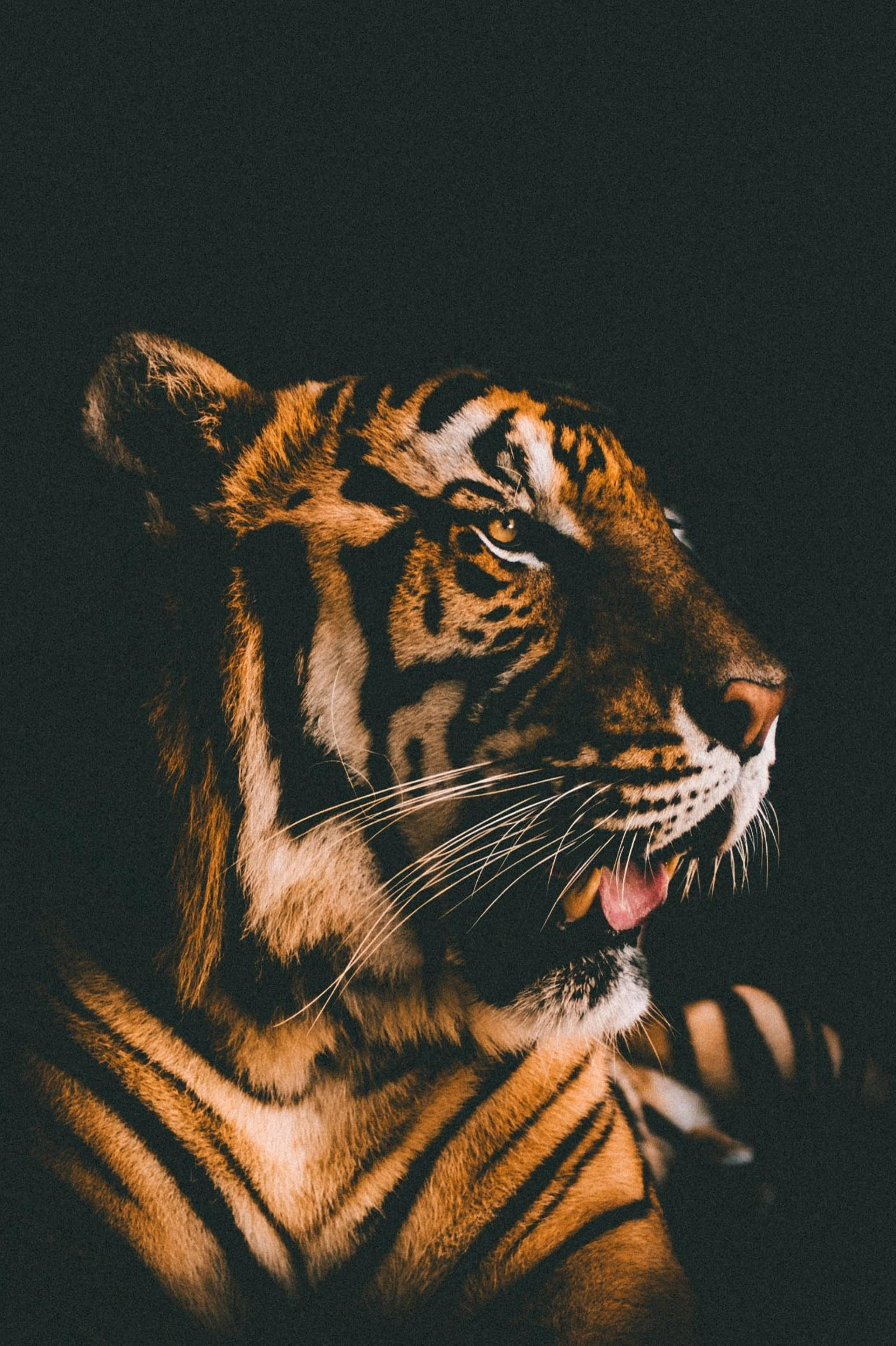 Muhteşem Harimau Film Filtresi Duvar Kağıdı