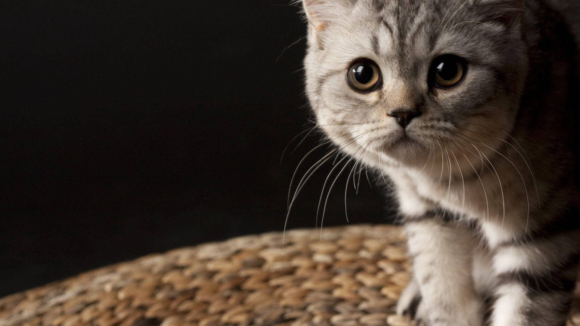 Muhteşem Kedi Güzelliği Duvar Kağıdı