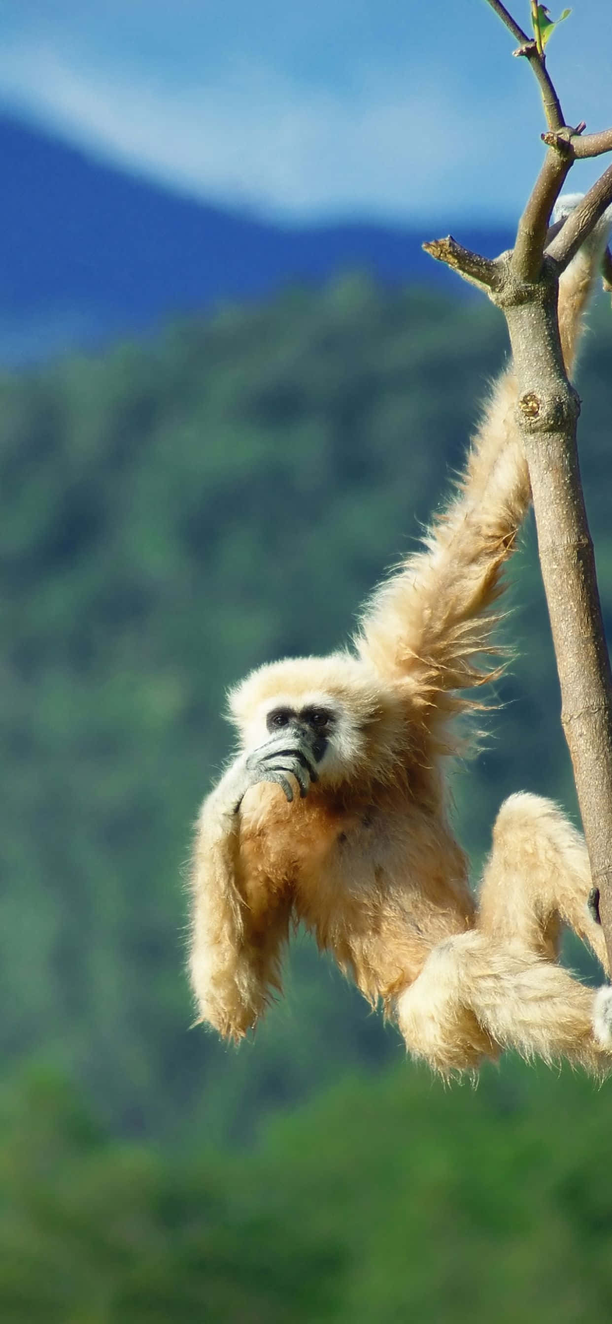 Mükemmel Telefon - iPhone Xs Max Gibbon Duvar Kağıdı