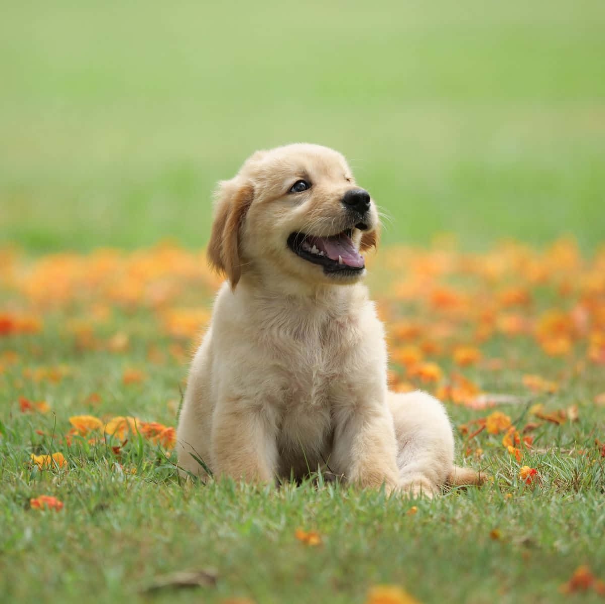 Mutlu Altın Retriever Yavrusu Resmi Duvar Kağıdı