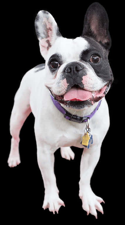 Mutlu Ayakta Duran Fransız Bulldog Duvar Kağıdı