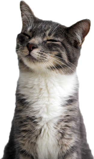 Mutlu Kedi Yakın Çekim Gülümsüyor.PNG Duvar Kağıdı