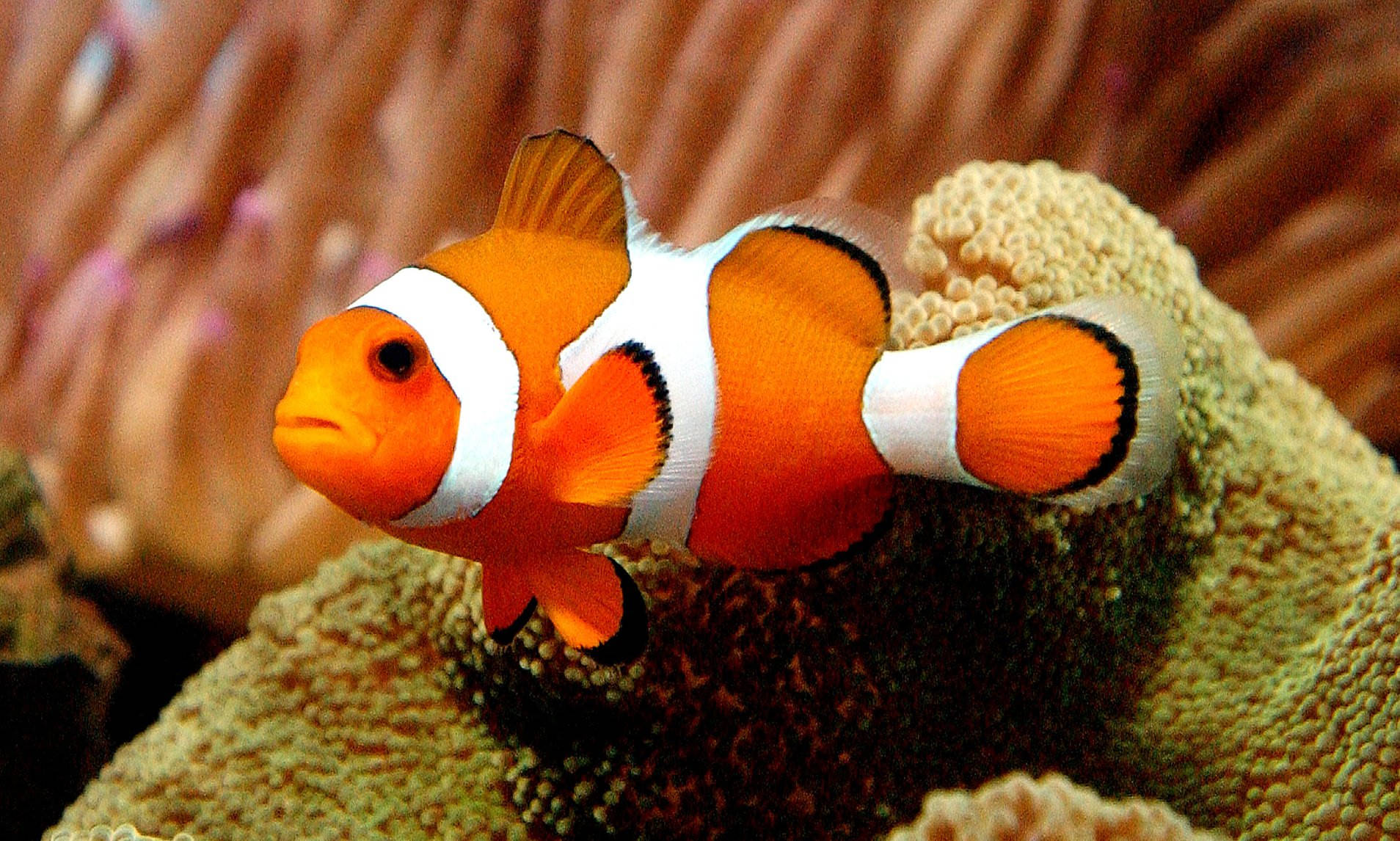 Nemo Serin Balık Mercan Resifinde Duvar Kağıdı