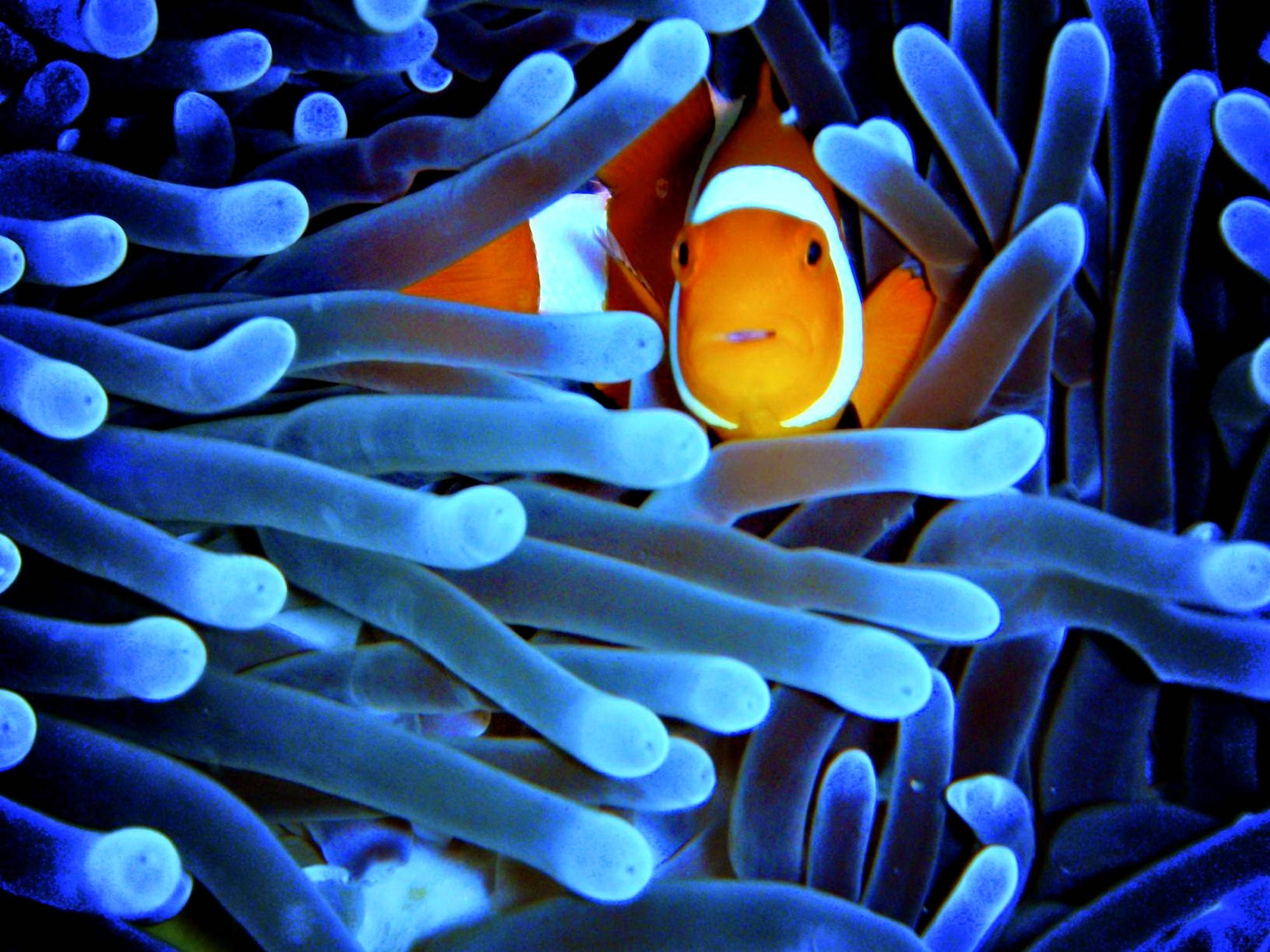 Neon Mavi Deniz Anemonu Duvar Kağıdı