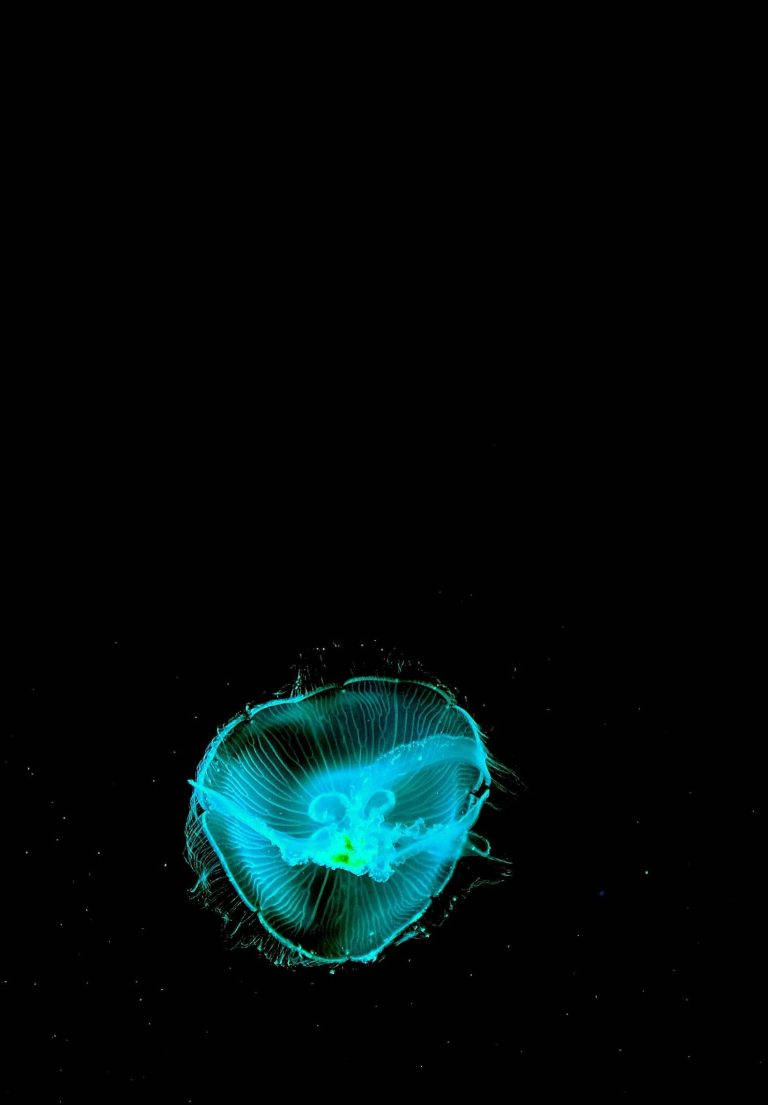 Neon Mavi Denizanası iPad 2021 Duvar Kağıdı