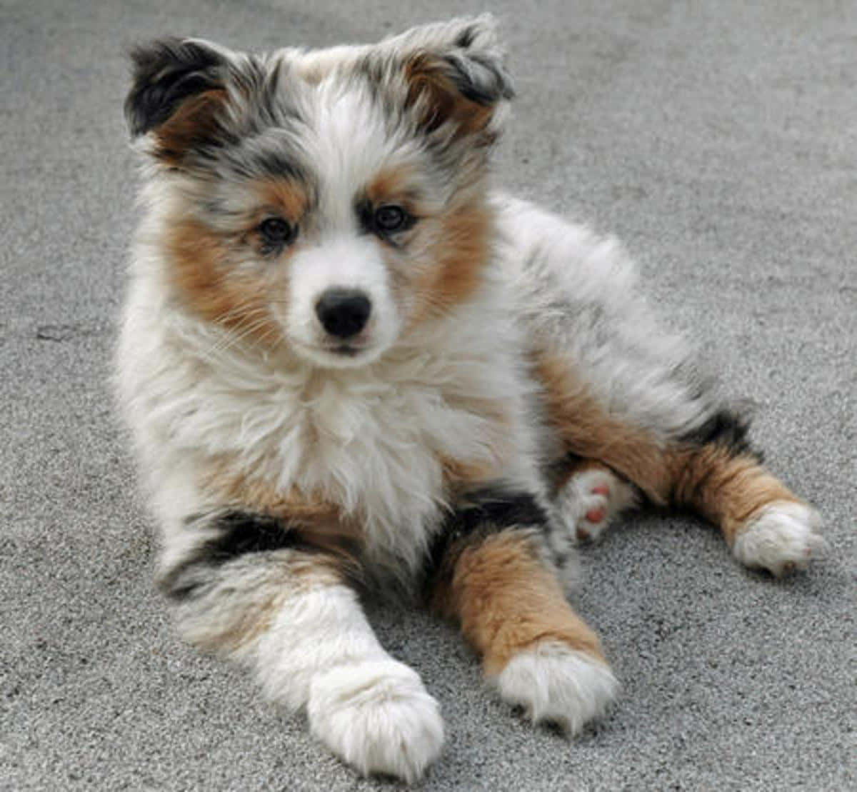 Neşeli Avustralya Çoban Köpeği Yavruları Resmi Duvar Kağıdı