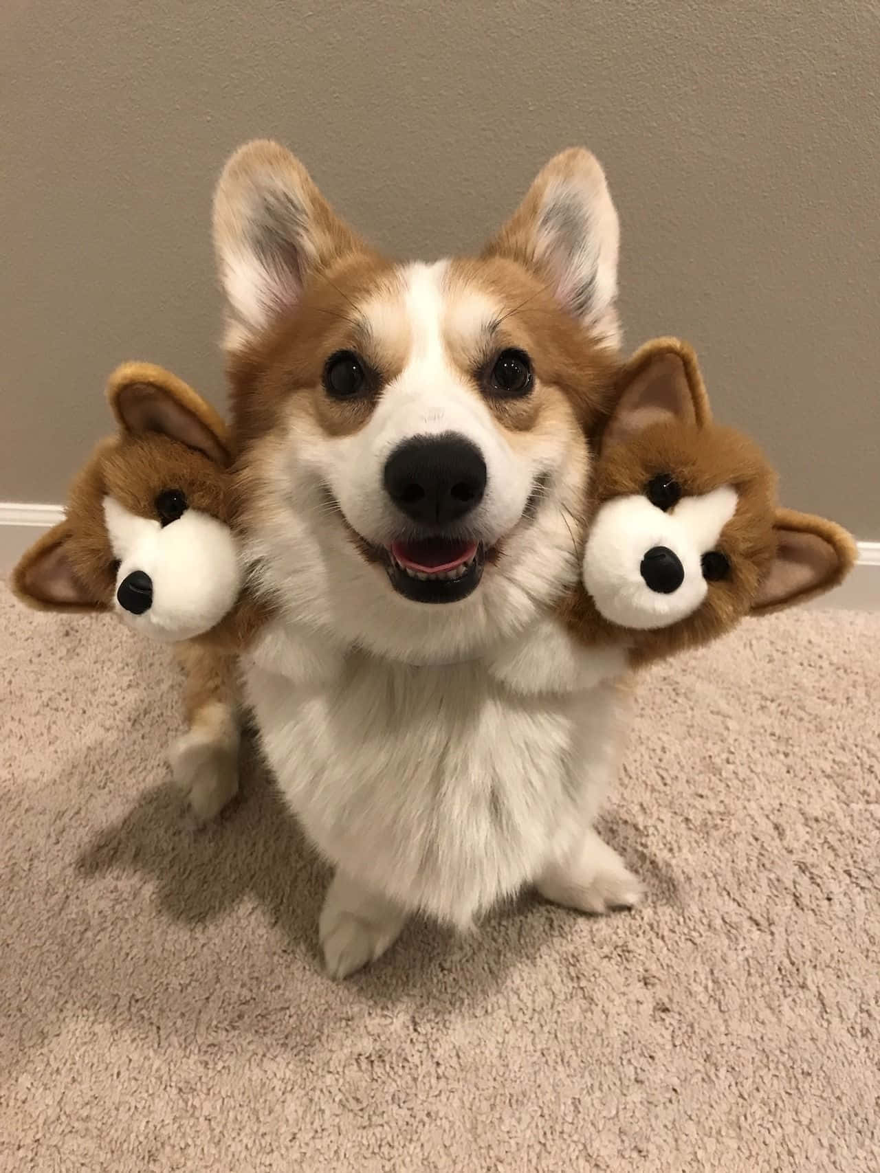 Neşeli bir corgi mükemmel bir günün tadını çıkarıyor! Duvar Kağıdı