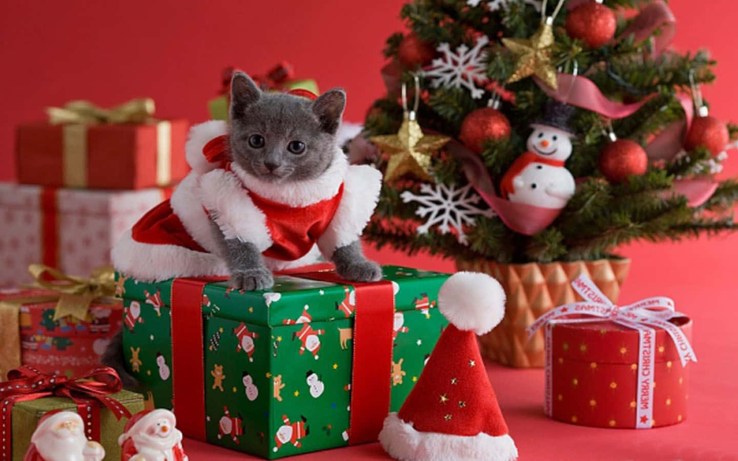 Noel Geliyor ve Bu Kedi Hazır Duvar Kağıdı