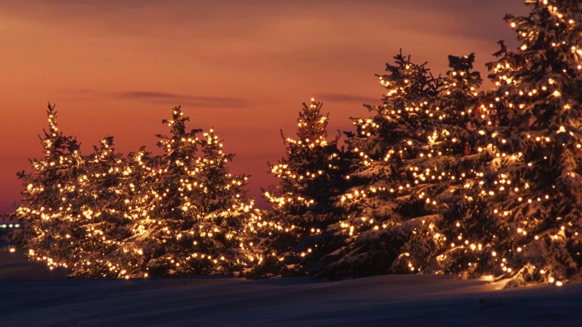 Noel Işıkları ve Gün Batımı Altında Noel Ağaçları Duvar Kağıdı