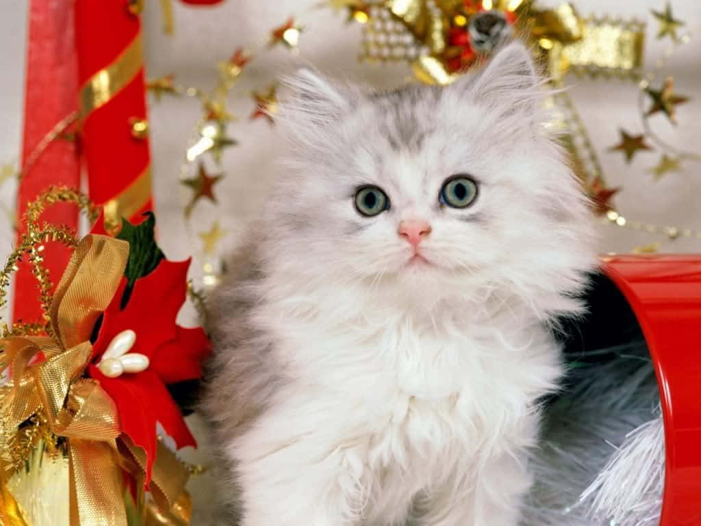 Noel Kedisi Uslu Pozu Duvar Kağıdı