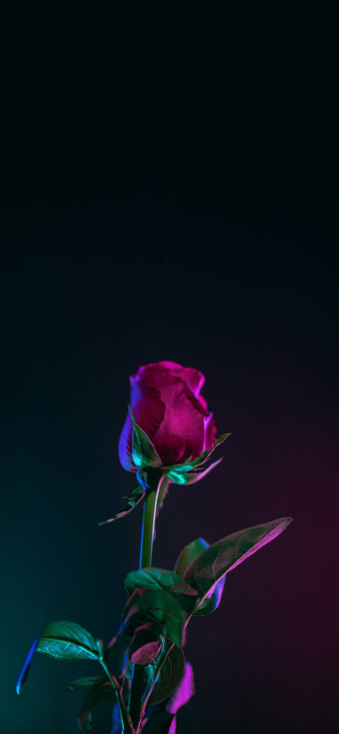 Note 10 Plus Kırmızı Gül Duvar Kağıdı
