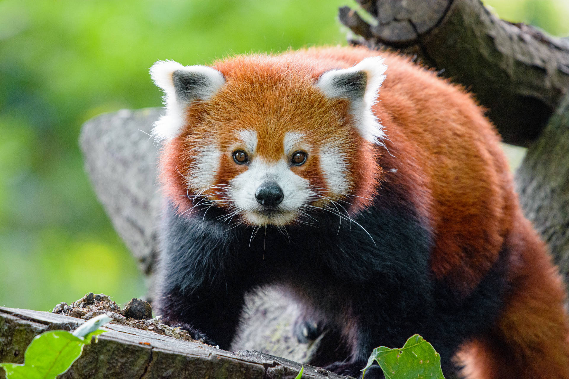 Kesilmiş ağaç kütüğü üzerinde kırmızı panda duvar kağıdı.