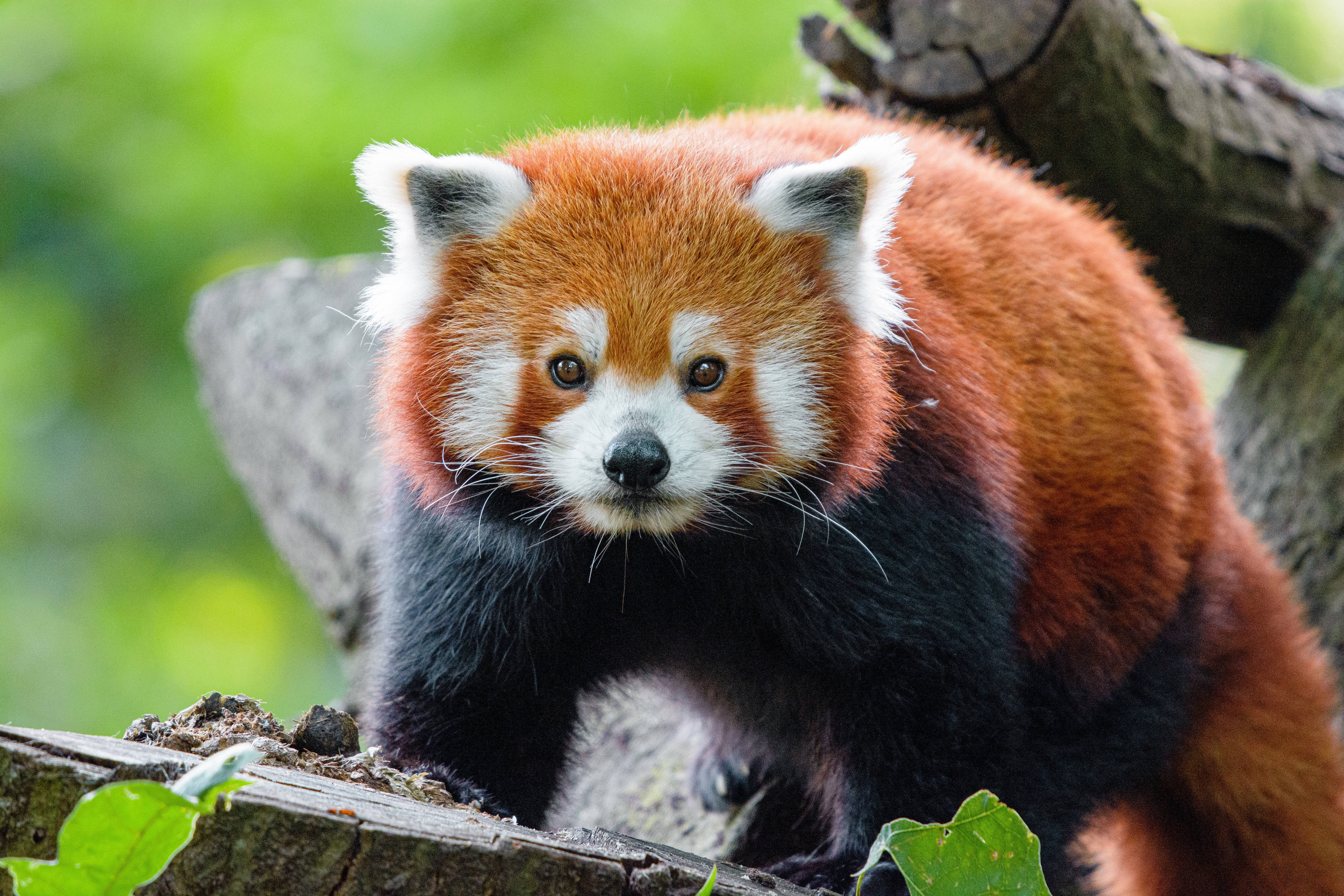 Odun Üzerinde Kırmızı Panda Duvar Kağıdı