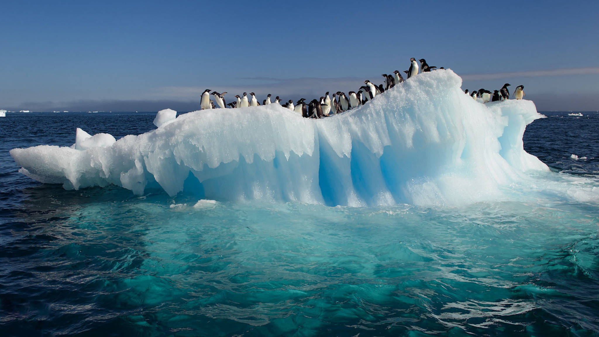 Okyanus Manzarası ve Buzdağı Penguenleri Duvar Kağıdı