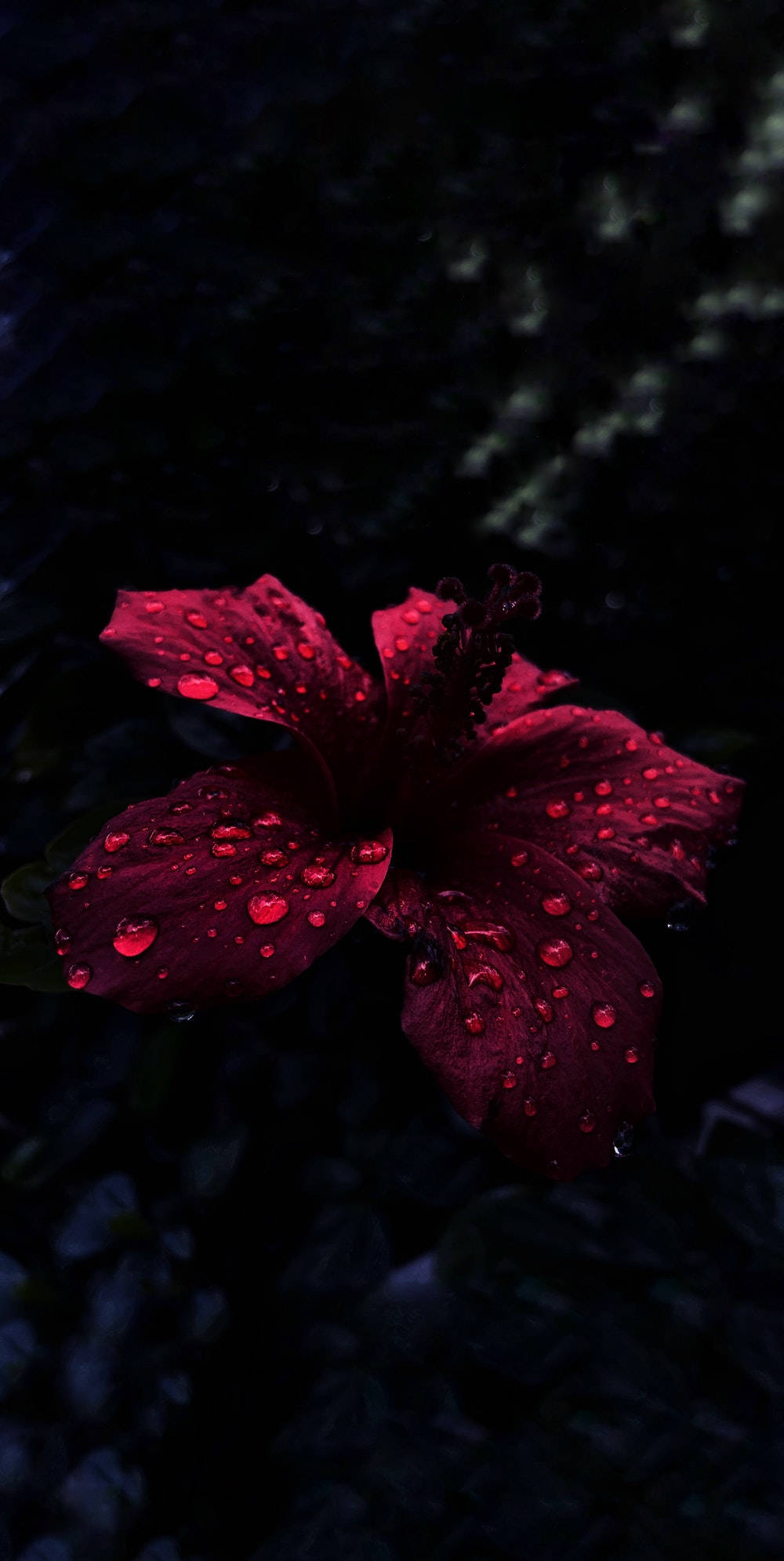 OLED Hibiskus Üzerinde Yağmur Damlaları Duvar Kağıdı
