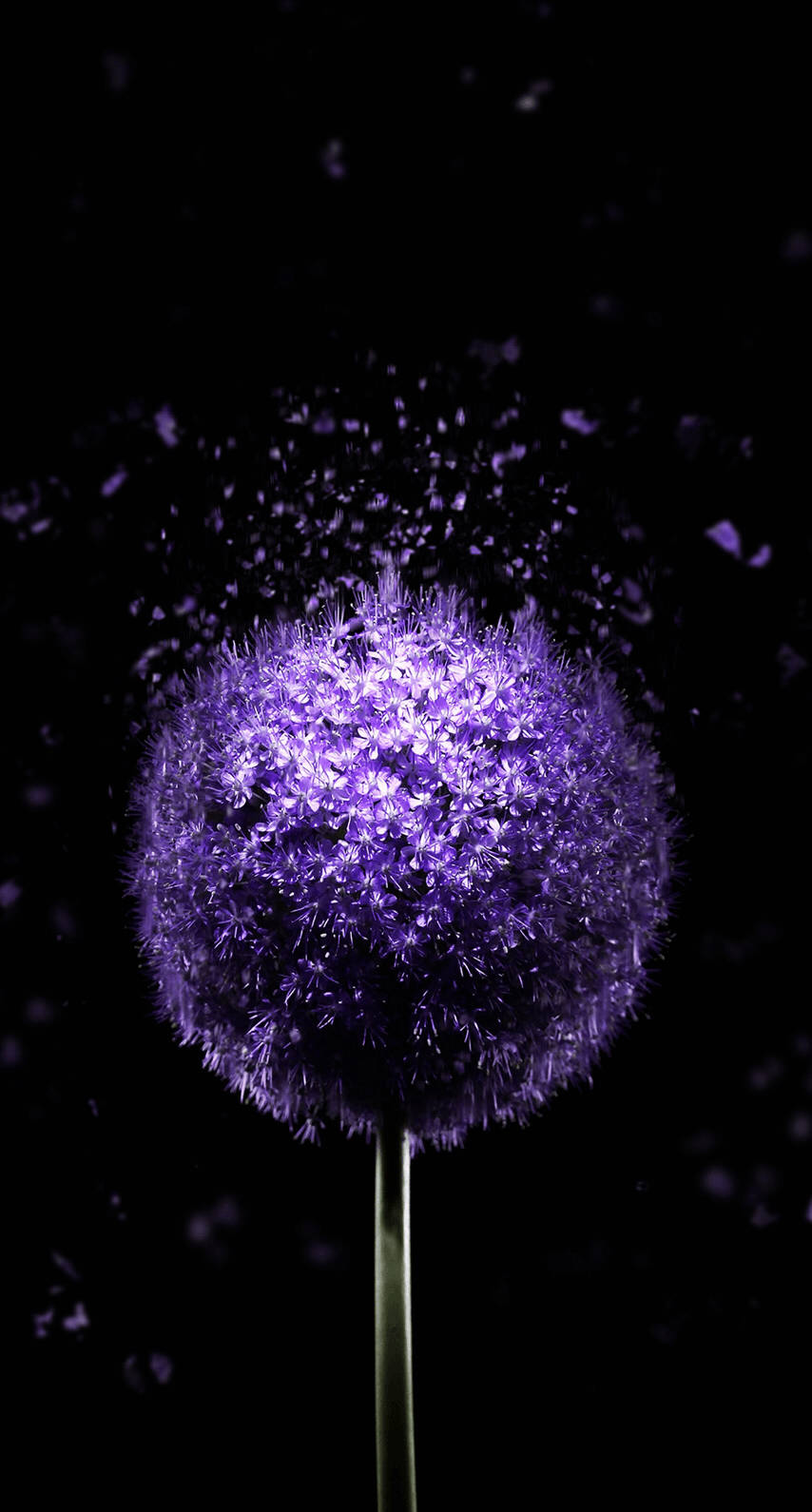 OLED Purple Dandelion Duvar Kağıdı