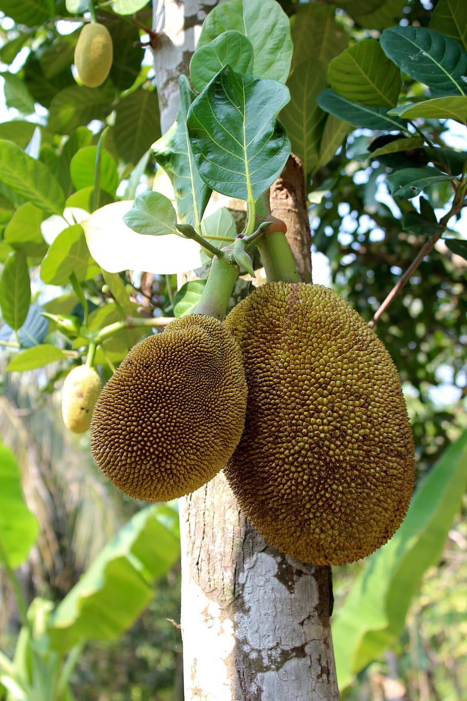 Olgunlaşmış Ağaçtaki Jackfruit Duvar Kağıdı