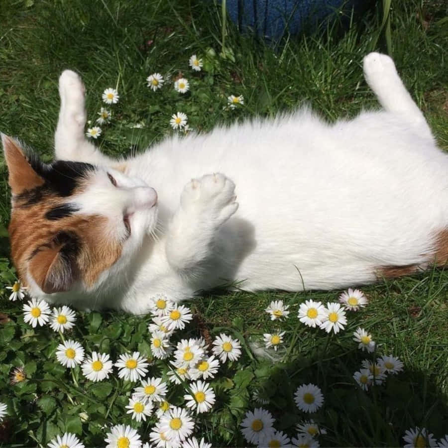 "Olmak istediğin kedi ol" Duvar Kağıdı