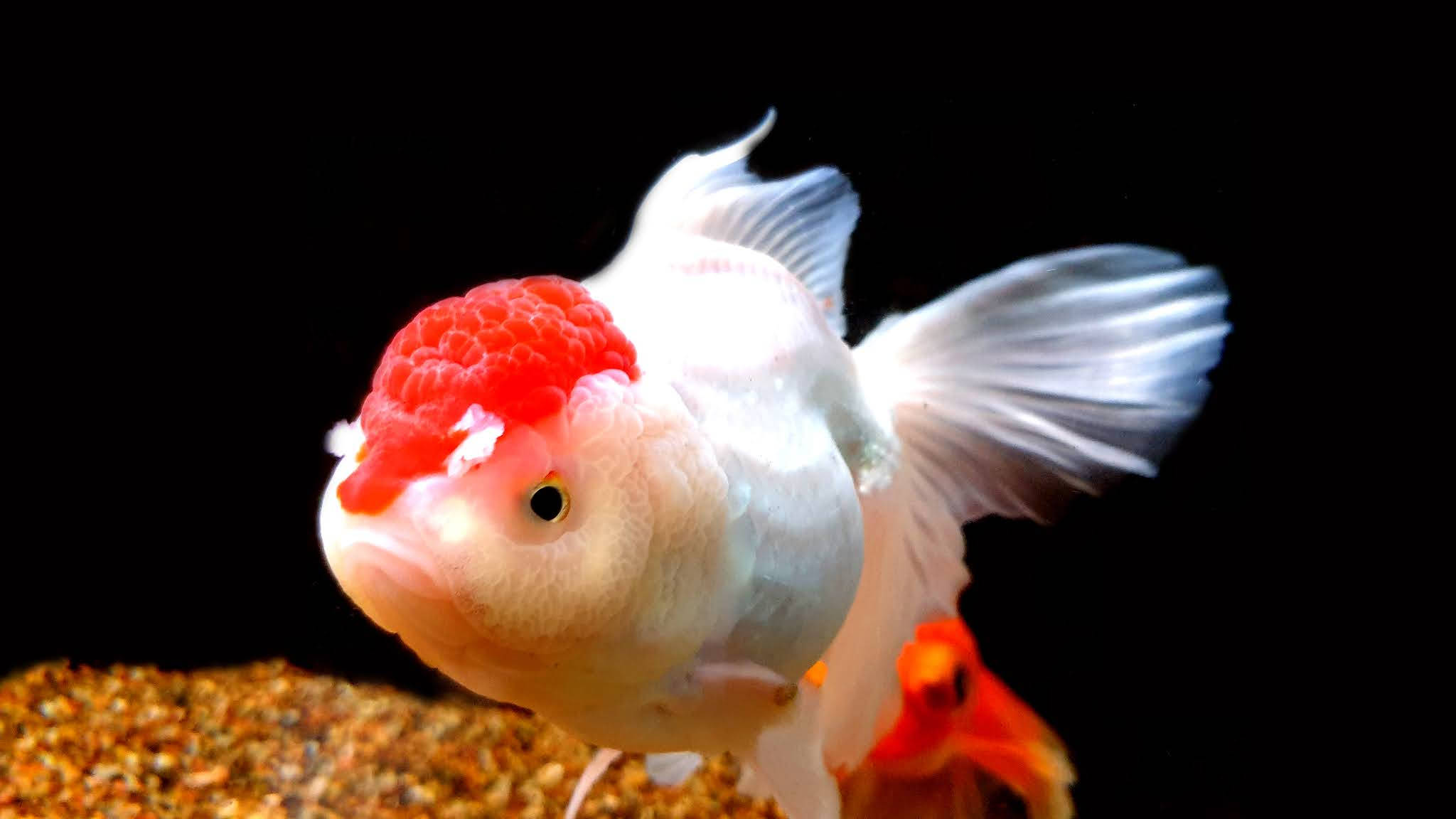 Oranda Altın Soğuk Balık Duvar Kağıdı