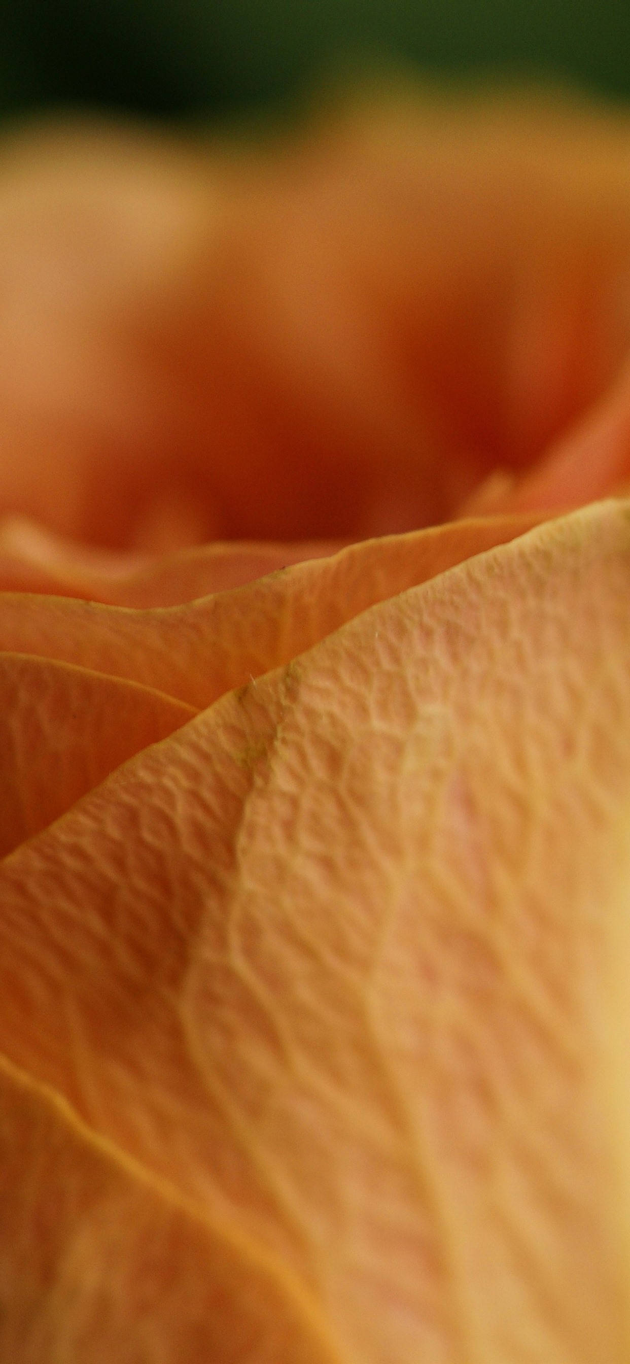Orange Rose Petal Macro Duvar Kağıdı
