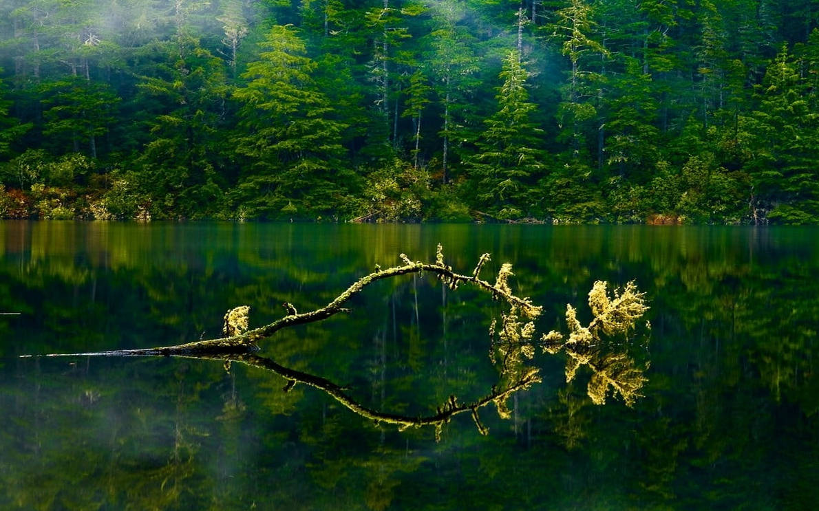 Oregon Yeşil Göl Ormanı Duvar Kağıdı