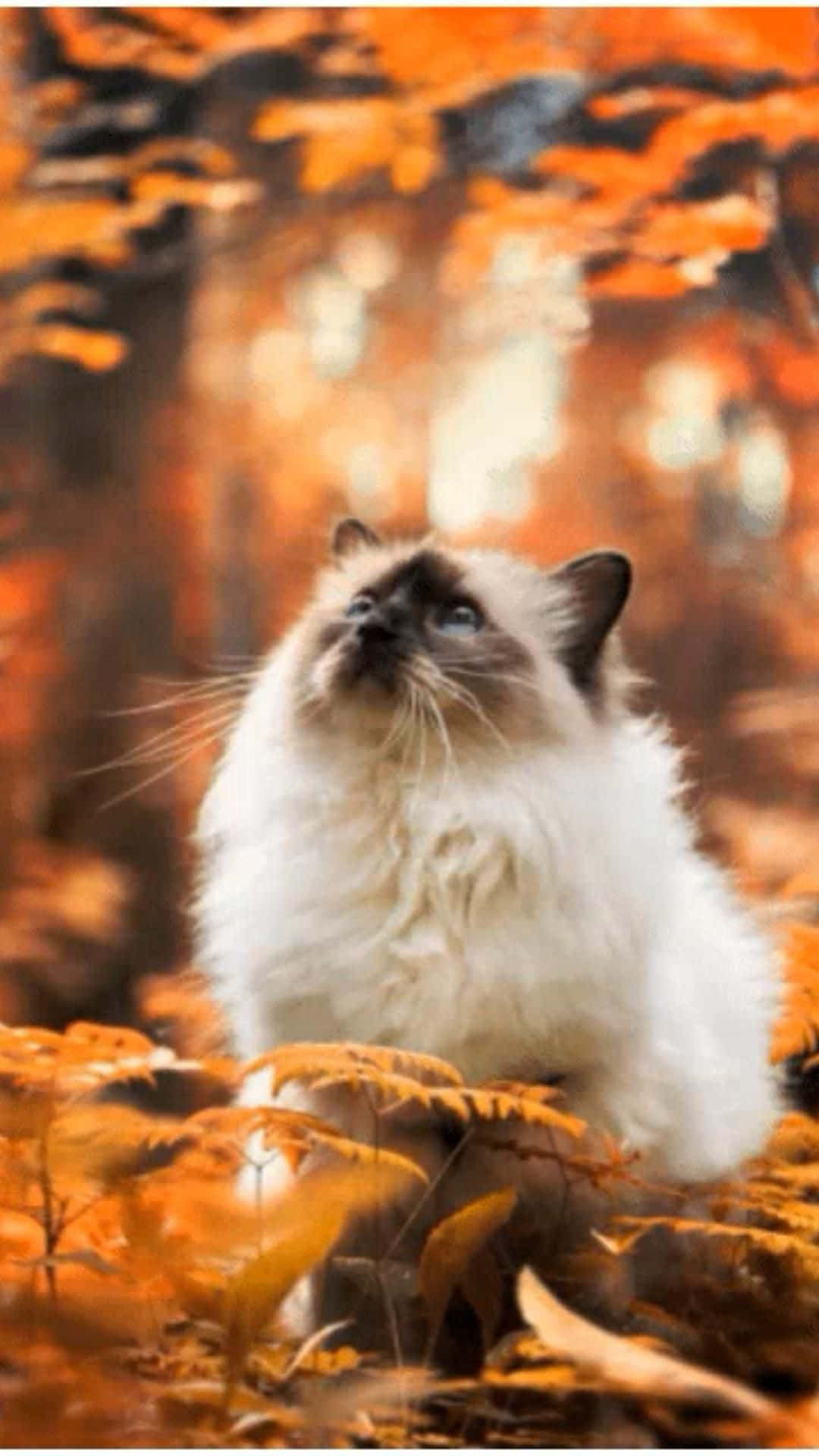 Ormanda Güzel Kedi Resmi Duvar Kağıdı