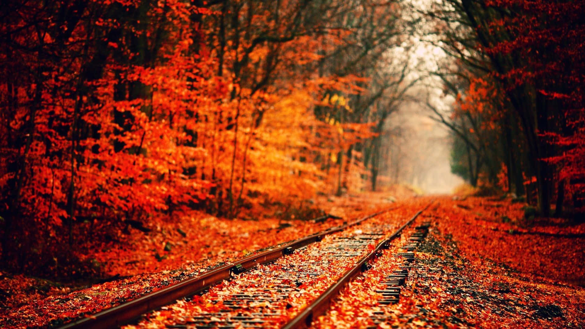 ormanda kırmızı yapraklarla tren rayları Duvar Kağıdı