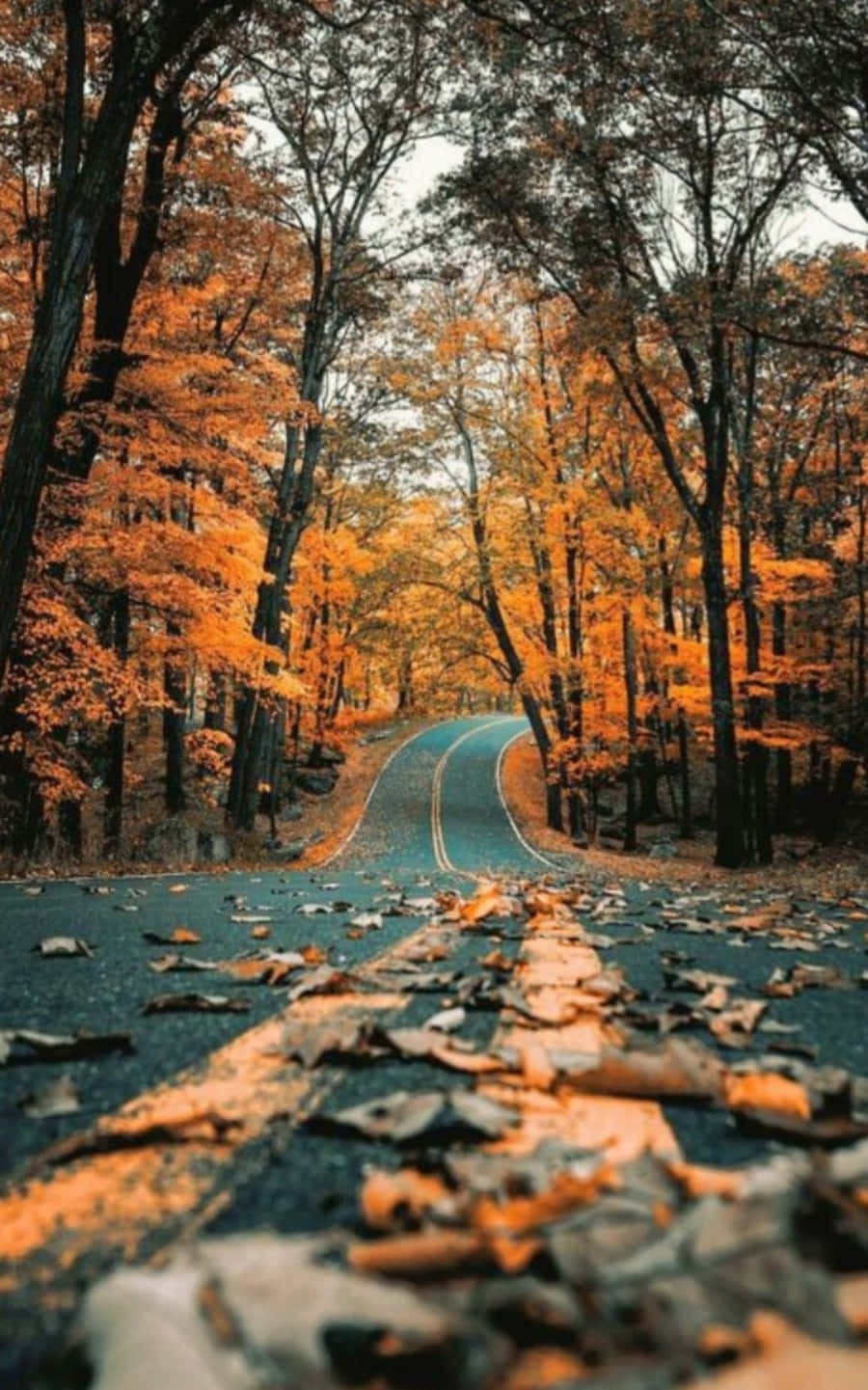 ormanda sonbahar yolu Duvar Kağıdı
