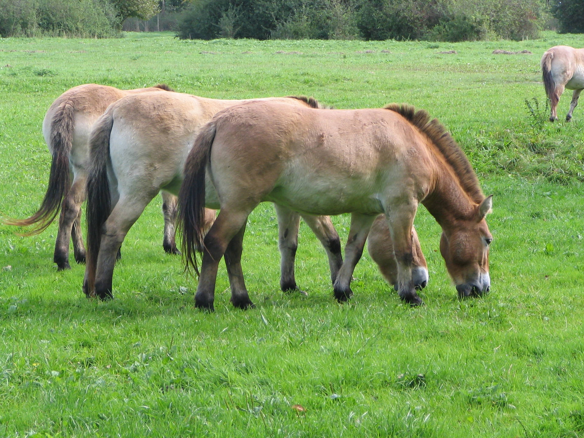 Bir grup otlayan Przewalski atı duvar kağıdı