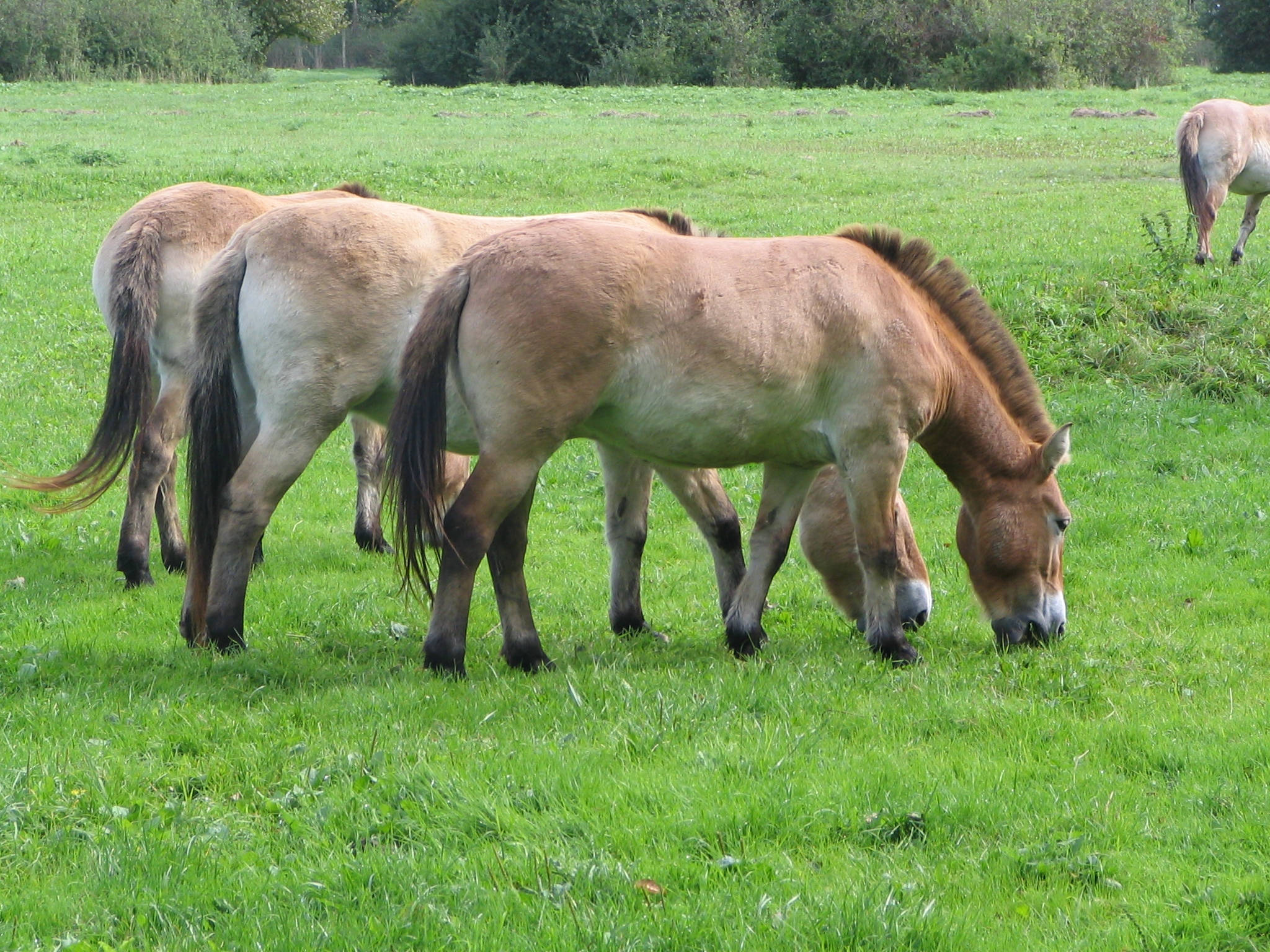 Otlayan Przewalski Atları Duvar Kağıdı