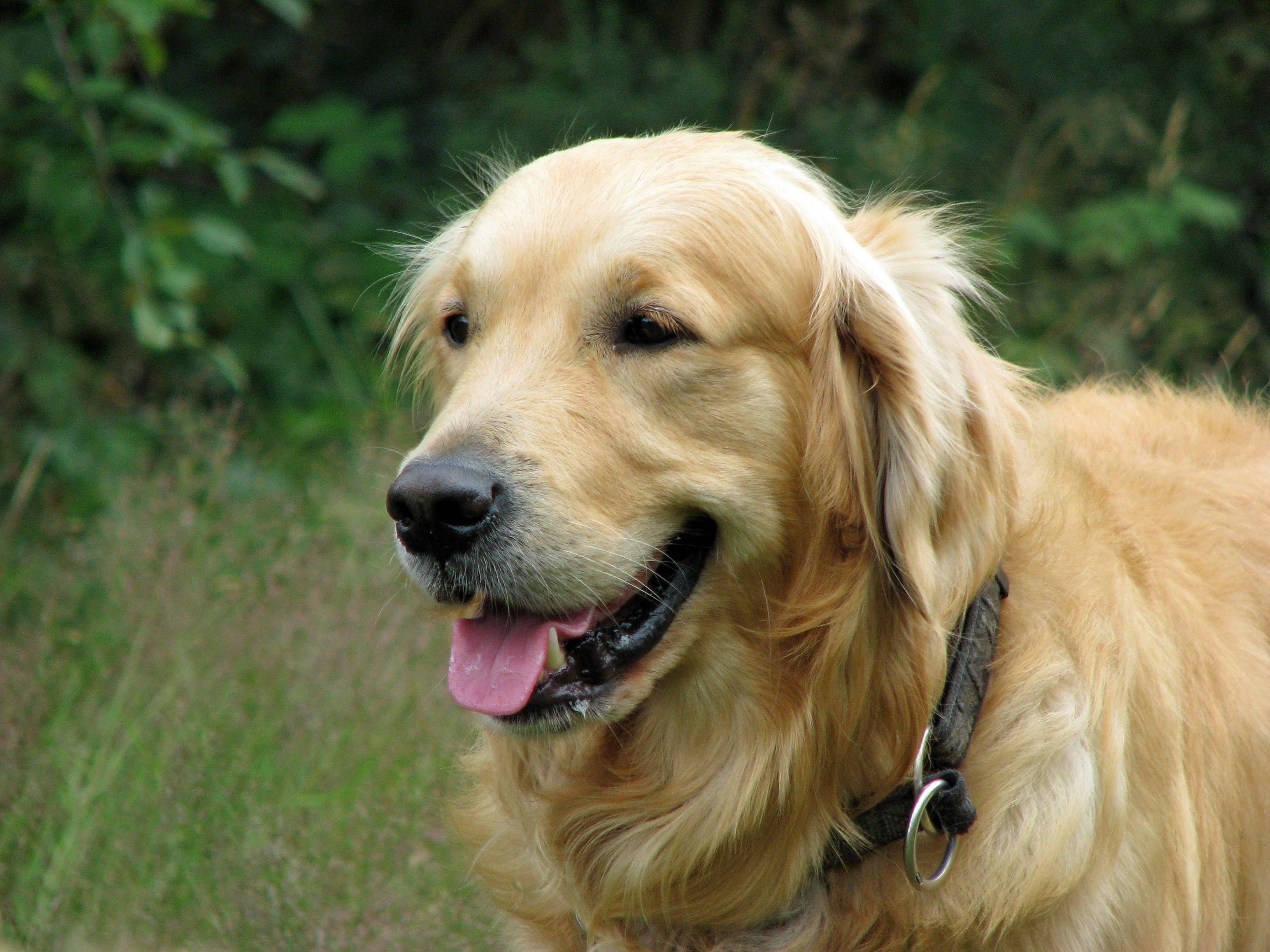 Oynak Büyük Köpek Duvar Kağıdı