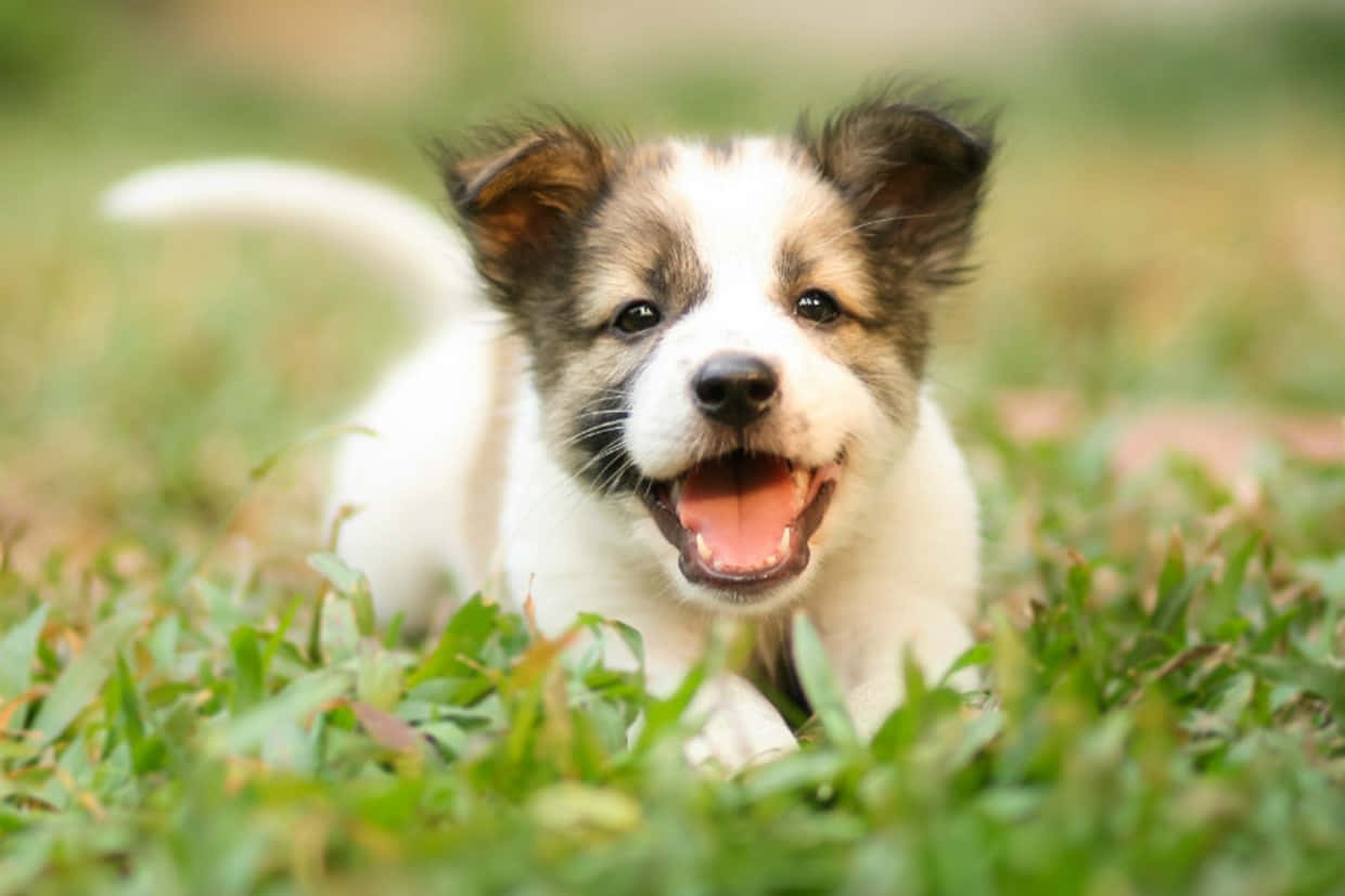 Oynak Köpek Yavrusu Resmi Duvar Kağıdı