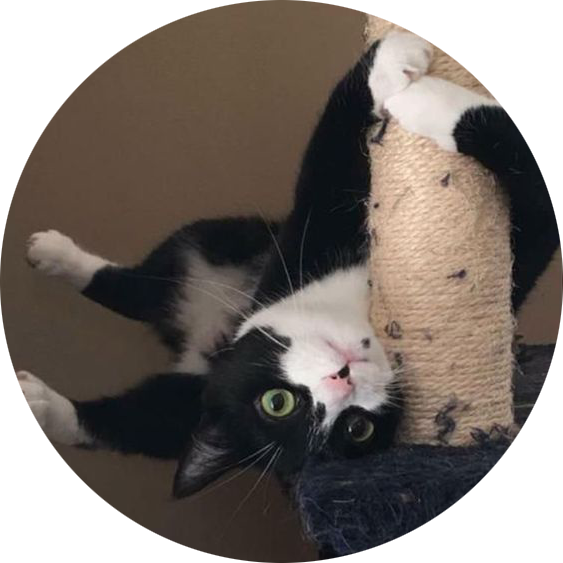 Oynak Siyah Beyaz Kedi Ters Dönmüş Duvar Kağıdı