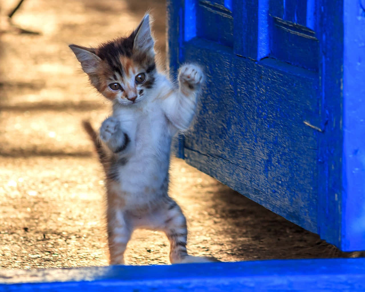 Oynak Yavru Kedi Mavi Kapının Yanında Dans Ediyor Duvar Kağıdı