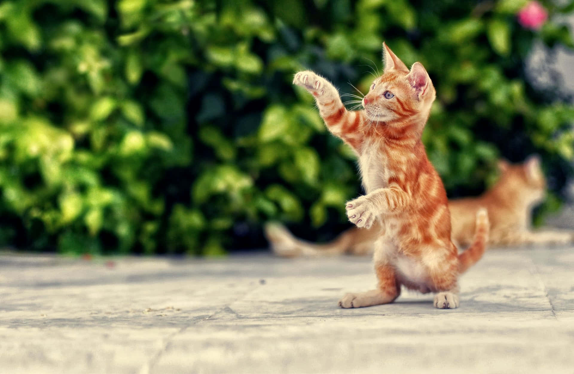 Oynak Yavru Kedi Açık Havada Dans Ediyor.JPG Duvar Kağıdı