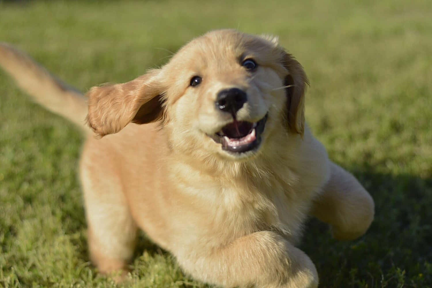 Oynayan Golden Retriever Yavrusu Resmi Duvar Kağıdı