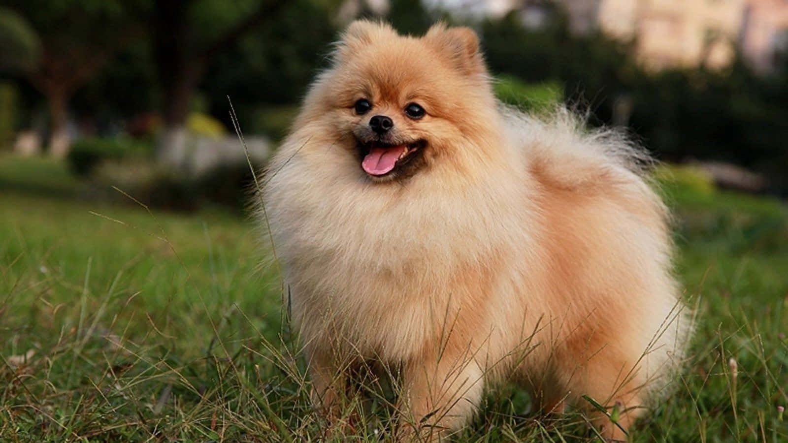 Oynayan Pomeranian Yavrusu Resimleri Duvar Kağıdı