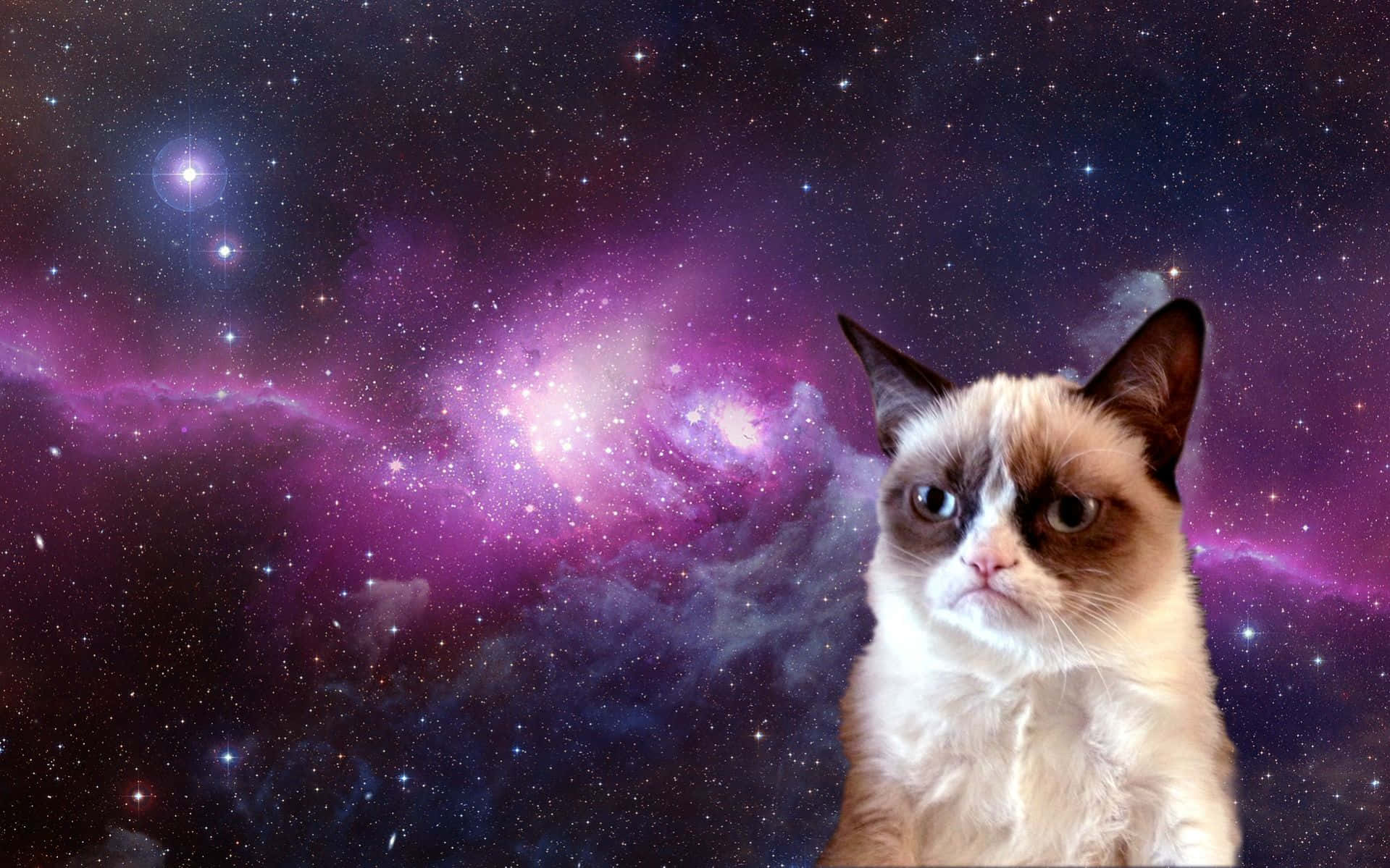 Oyunbaz Grumpy Cat'in her zamanki sinirli ifadesi Duvar Kağıdı