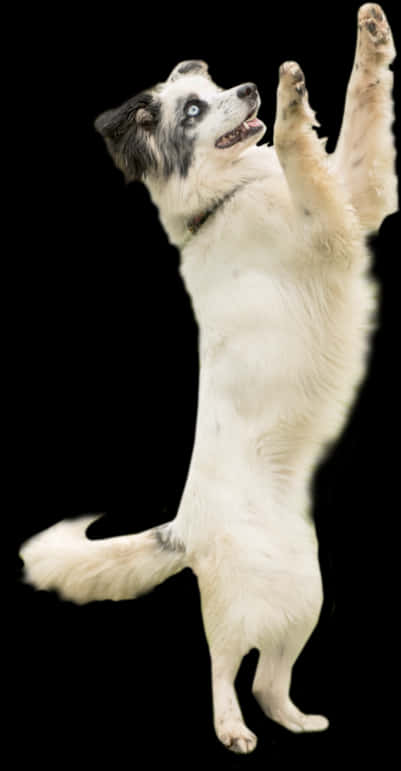 Oyunbaz Köpek Arka Ayakları Üzerinde Duruyor Duvar Kağıdı