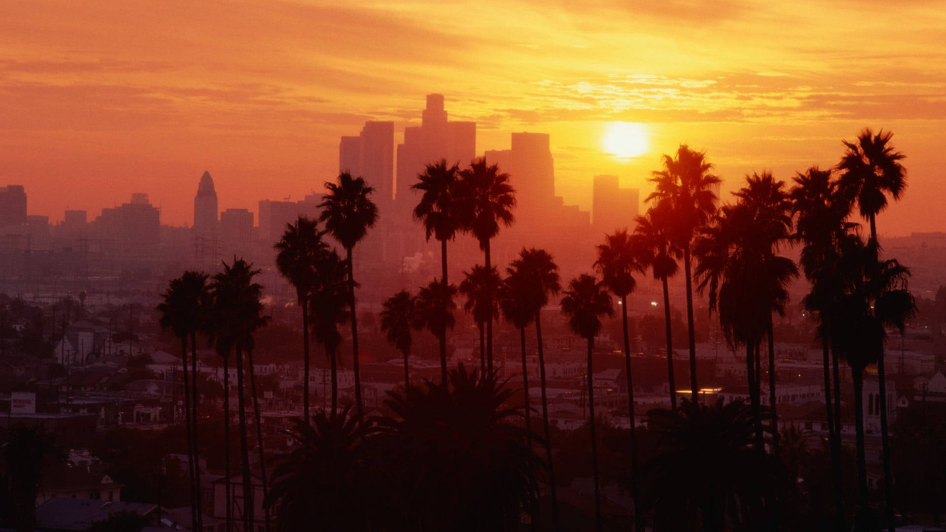 Palmiye Ağacı Günbatımı Bulvarı Los Angeles Duvar Kağıdı