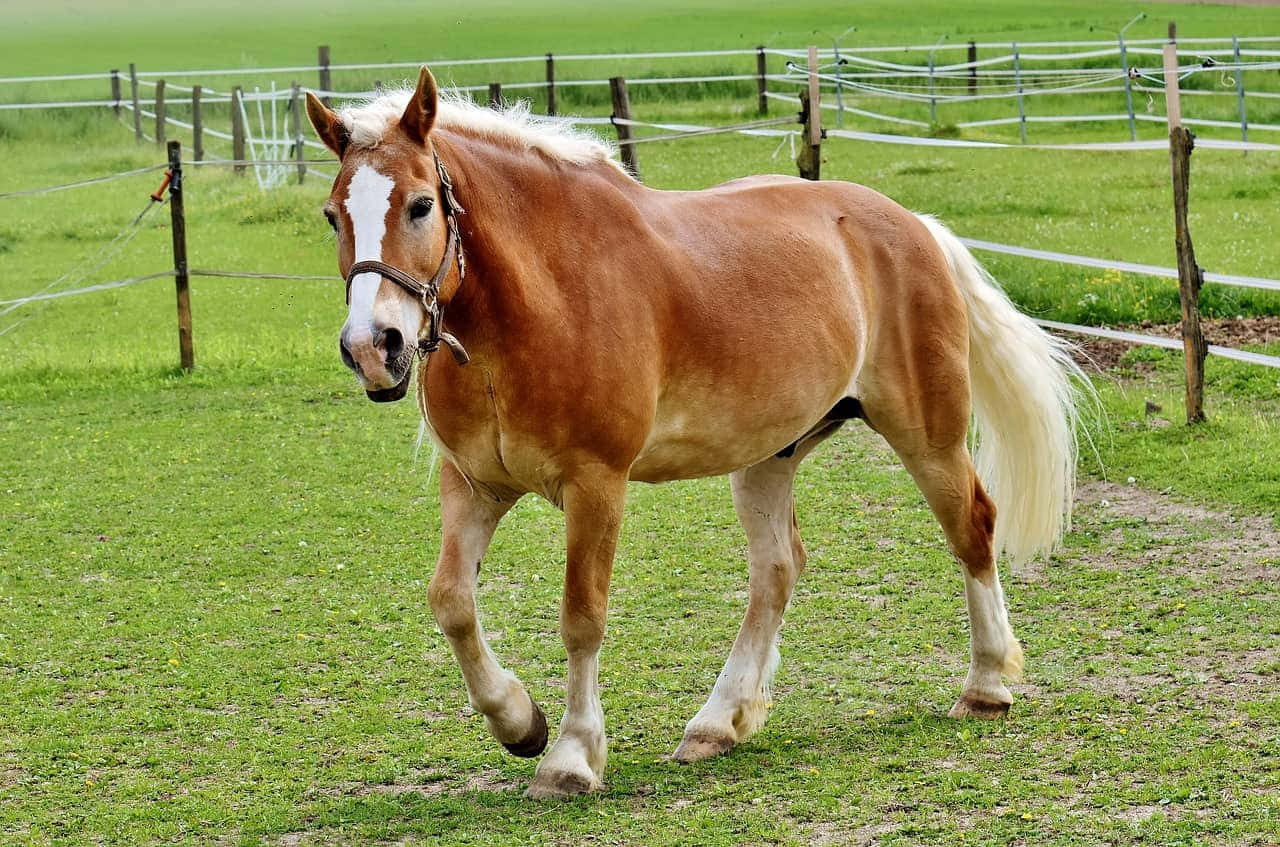Palomino At Haflinger Irkı Koşan At Fotoğrafı Duvar Kağıdı