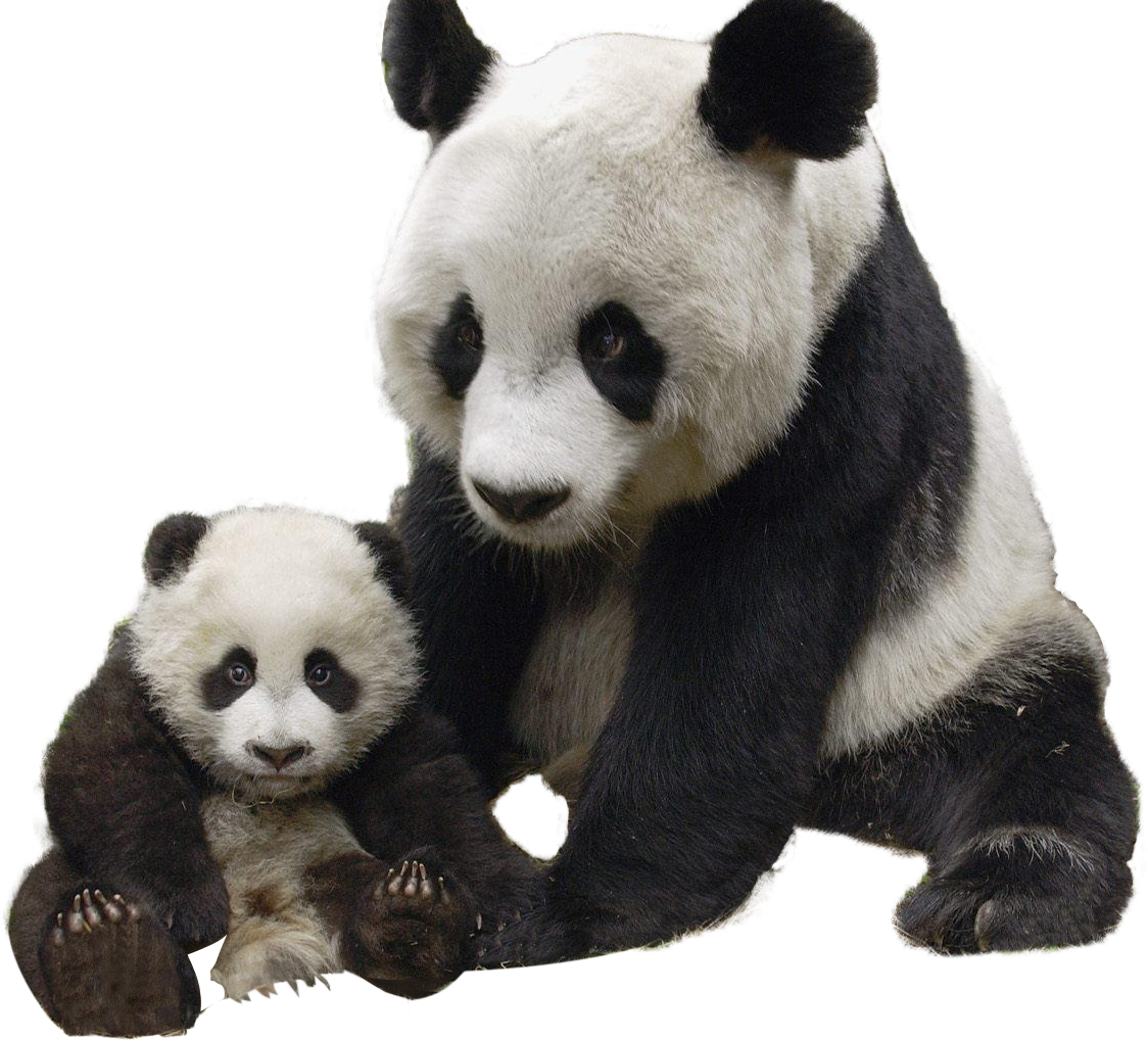 Panda ve Yavrusunun Birlikteliği Duvar Kağıdı