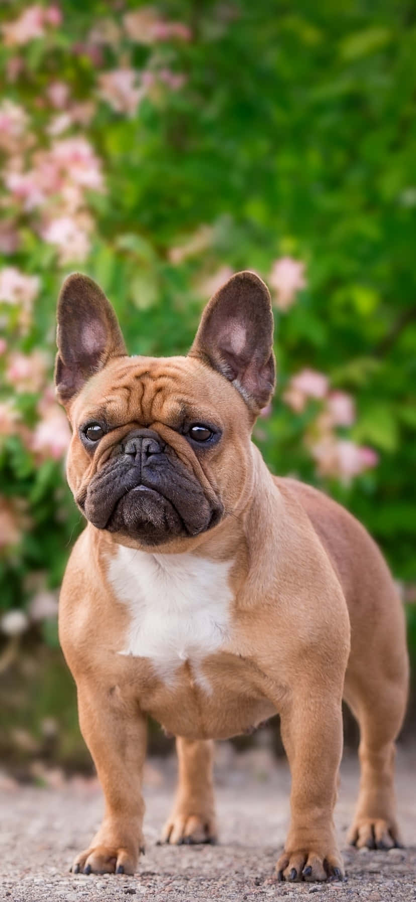 Parkta Fransız Bulldog Duvar Kağıdı