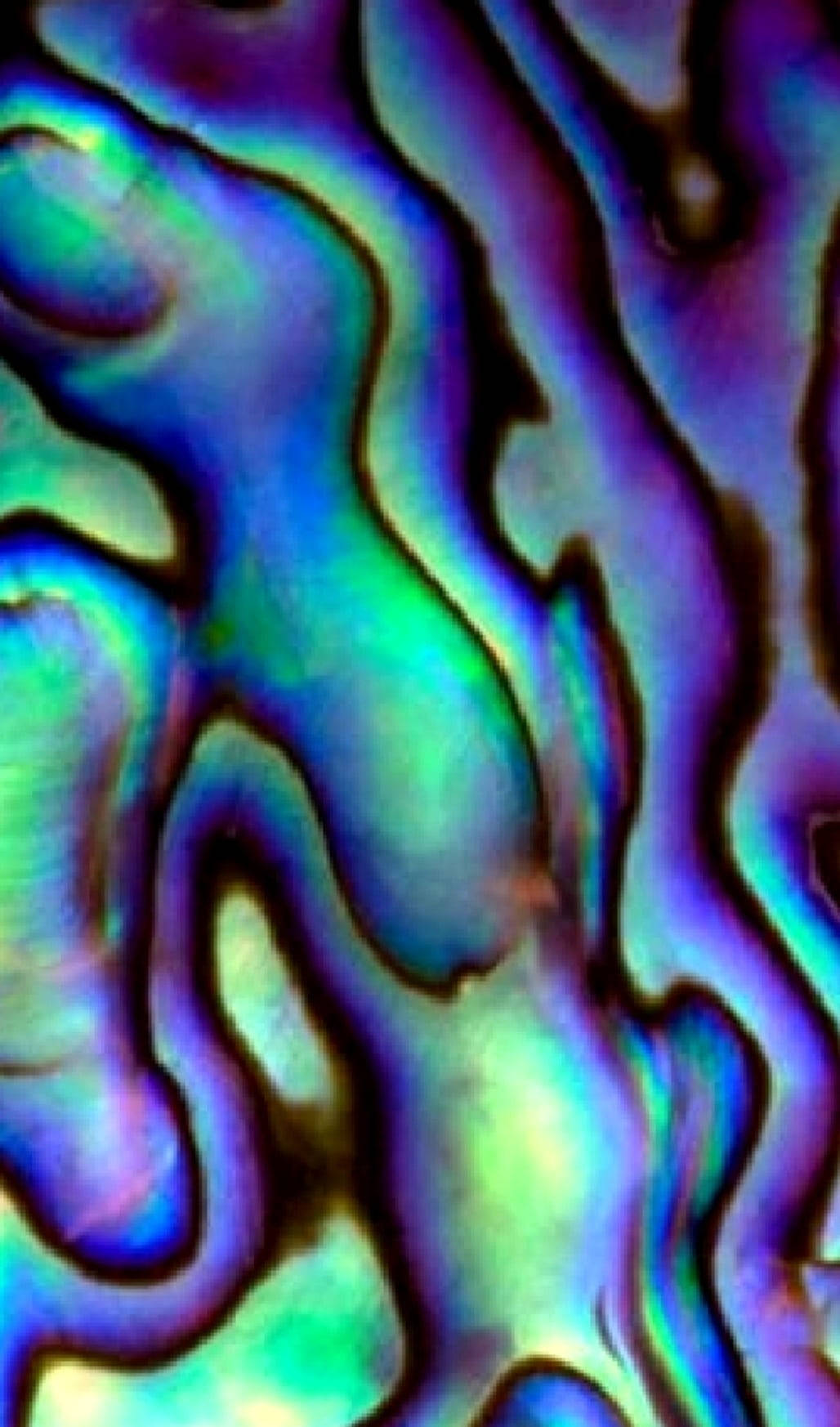Parlak Abalone Kabuk Deseni Duvar Kağıdı