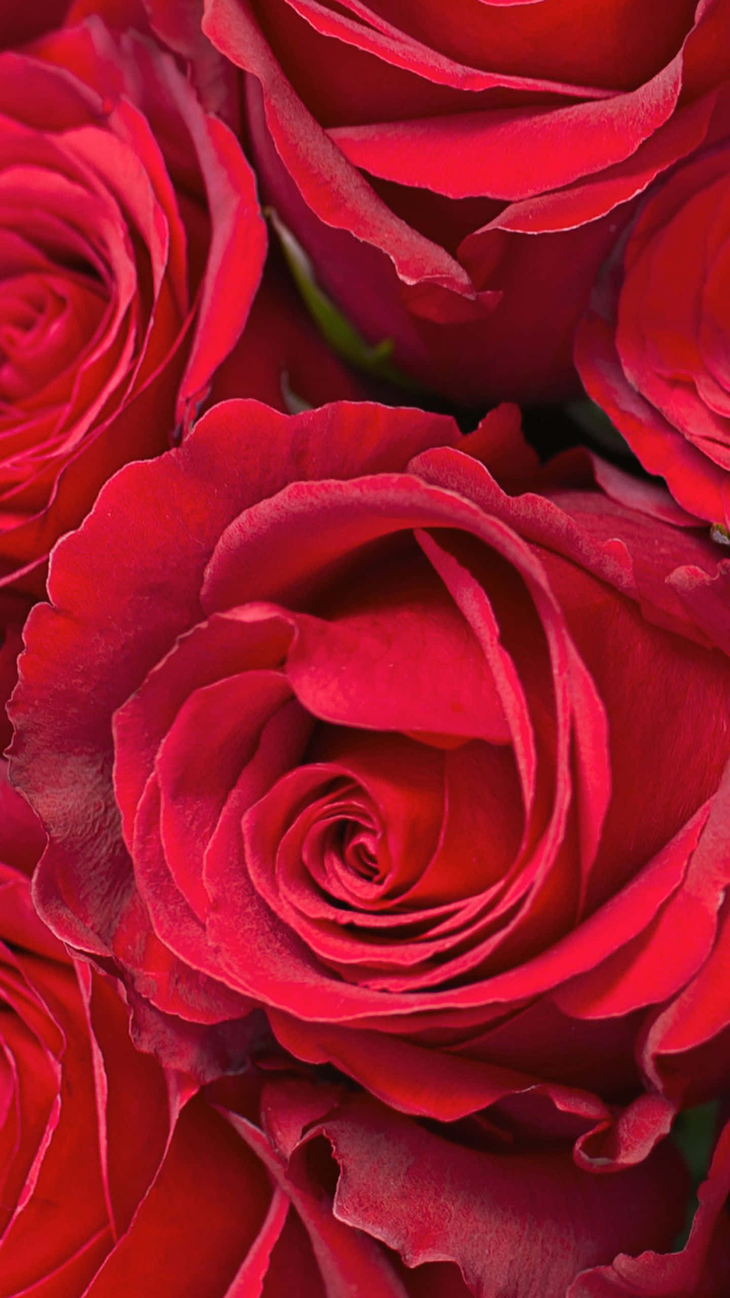 Parlak pembe ve beyaz bir gül, yaprakları genişçe açılmış, canlı yeşil bir çalı içinde. Duvar Kağıdı